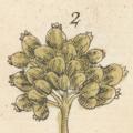 avatar for coriander