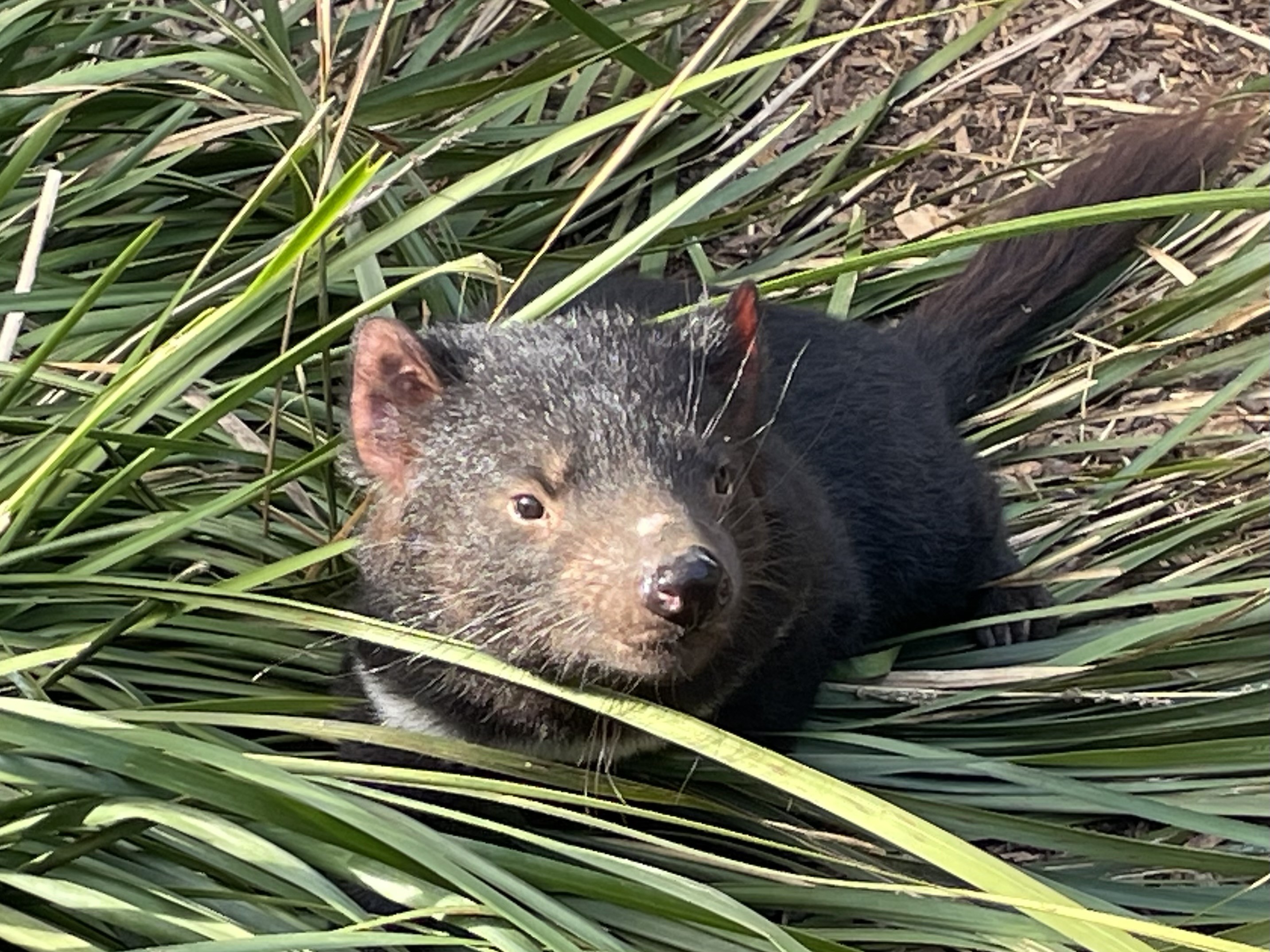 The same Tasmanian devil posing I. The morning sun next to a sword grass bush. The bush has long stalks, some laying horizontal. 