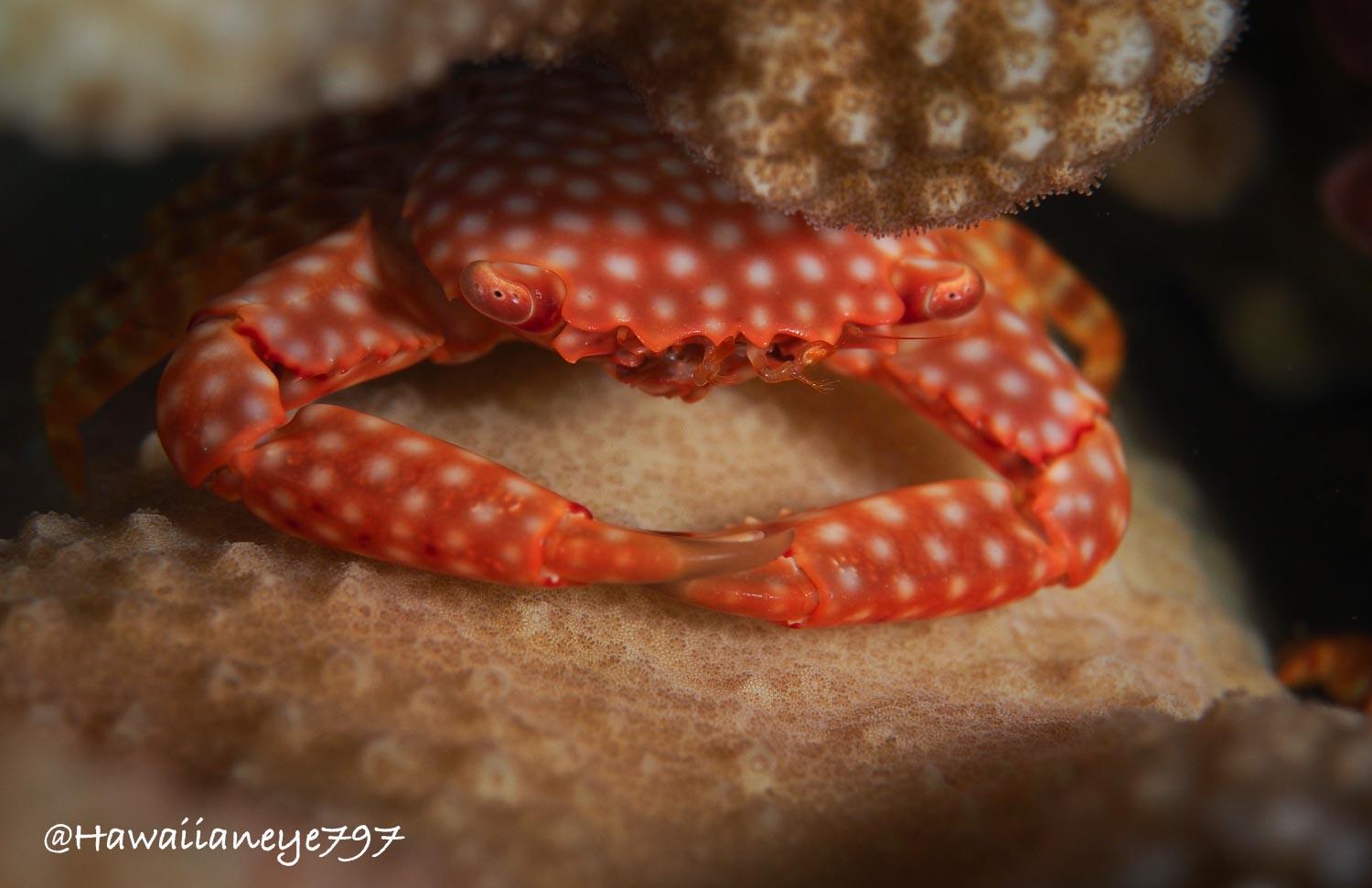 An orange-colored crab marked uniformly with light spots pauses under an arm of coral.