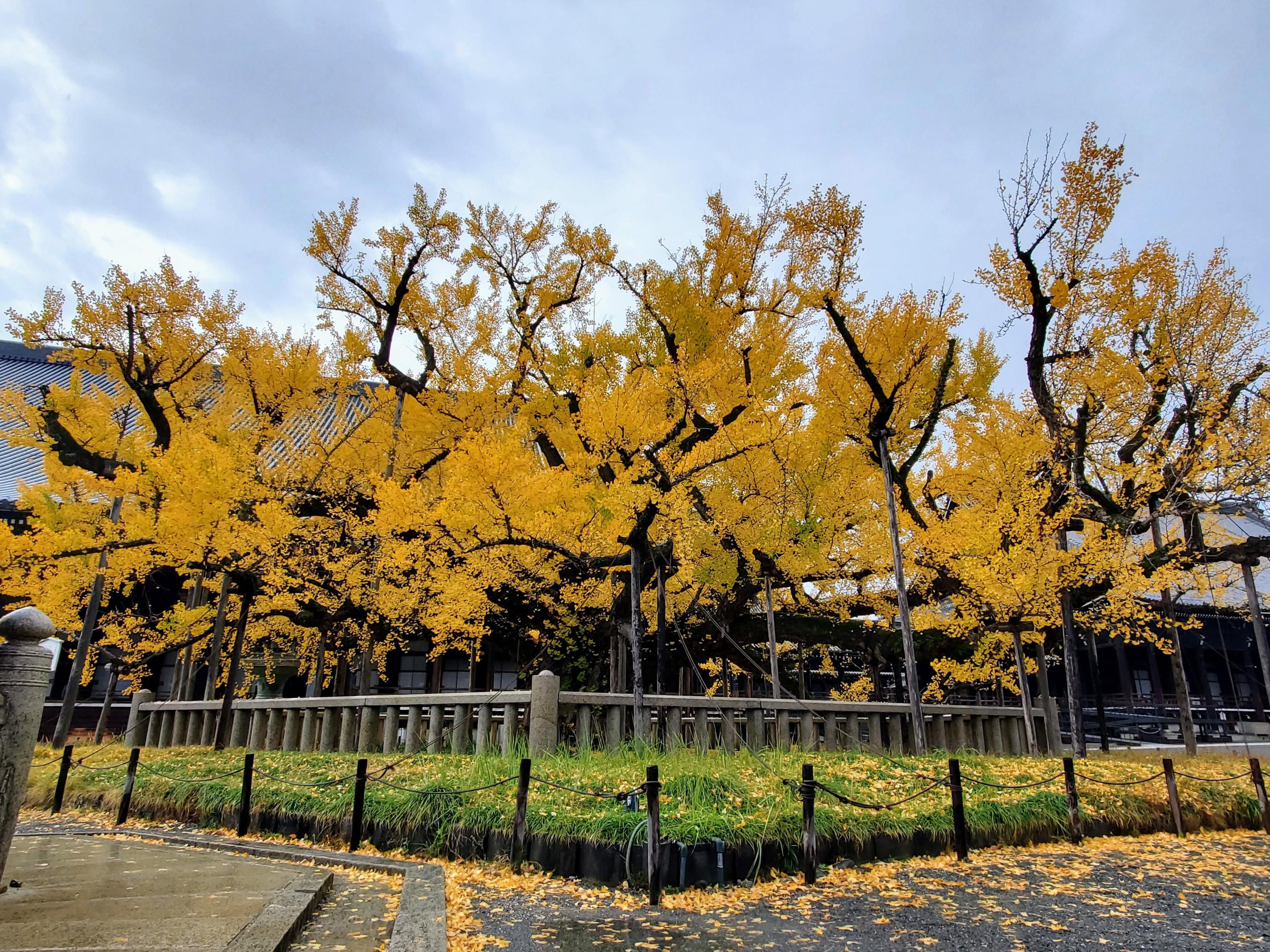 Nishi Hongan-ji's famous 'upside down ginkgo'.