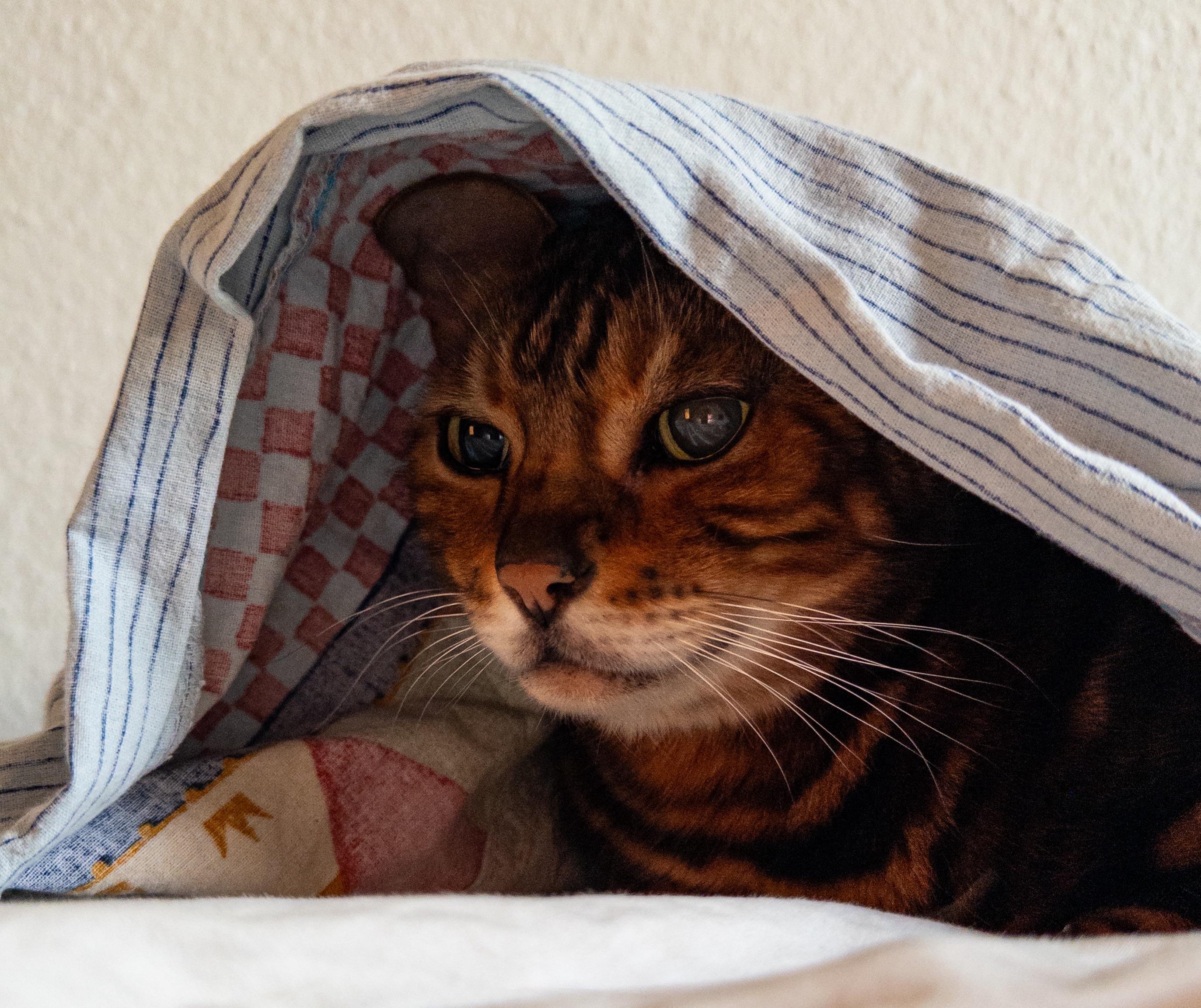 Our gold and brown bengal cat sitting on a bed under a duvet cover, his head poking out and staring left. The look is reminiscent of Princess Leia in the holographic message she send to to Obiwan stored in R2-D2.