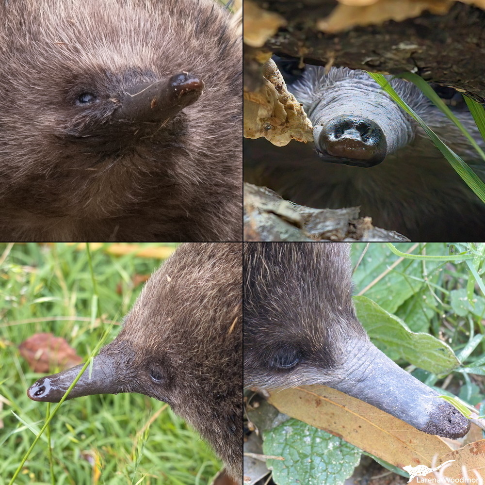 Four closeup photos of echidnas noses.
Top left: Nose held up to in the air, showing damp nostrils on top and a tiny little mouth underneath
Top right: Echidna looking straight at the camera, through a gap between horizontal branches. The nose is centre front and is mostly dry but damp at the end, showing the nostrils and mouth.
Bottom left: Looking to the left, this echidna's nose is clean and slightly wet and is very shiny at the end.
Bottom right: Looking to the right, the wet end of the snout is covered in crumbs of dirt.
