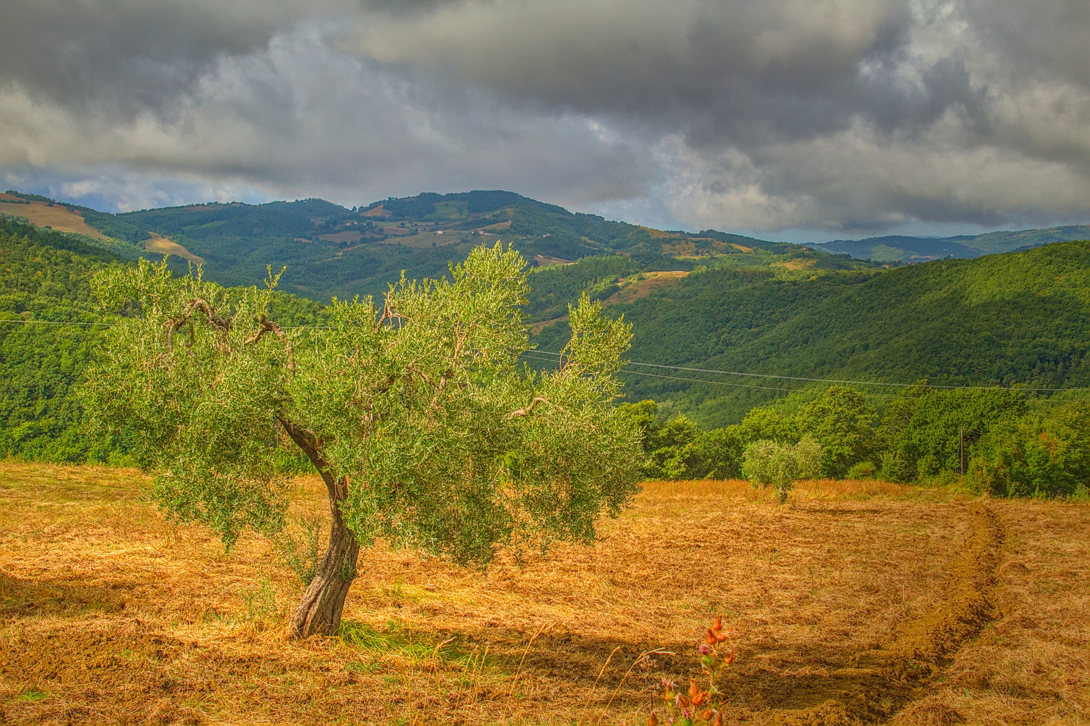 a small squat olive tree in a yellow grass field with a green wooded valley beyond