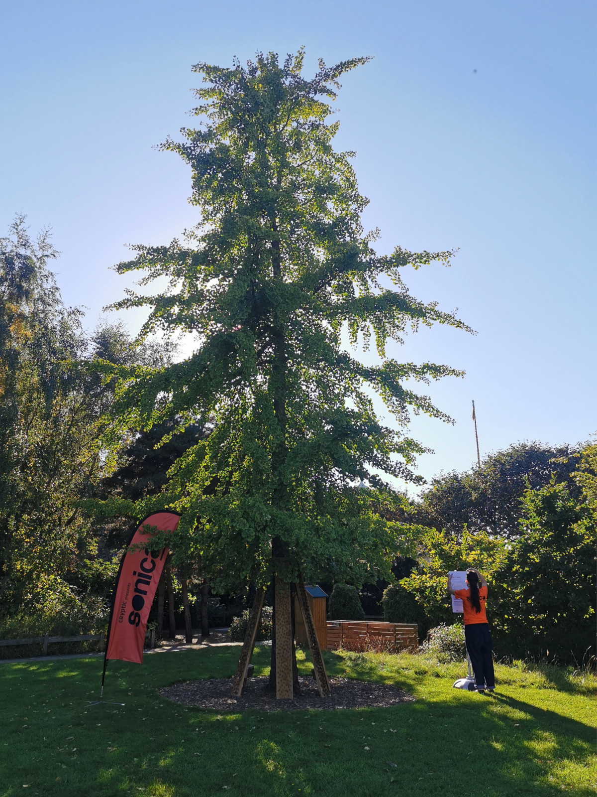 A tall ginkgo tree in a community garden. An art installation around the trunk of the tree. Six tall planks embedded with copper coins. To the left is an orange flag with the word Sonica on it. To the right a person wearing an orange festival staff t-shirt is putting up a sign.