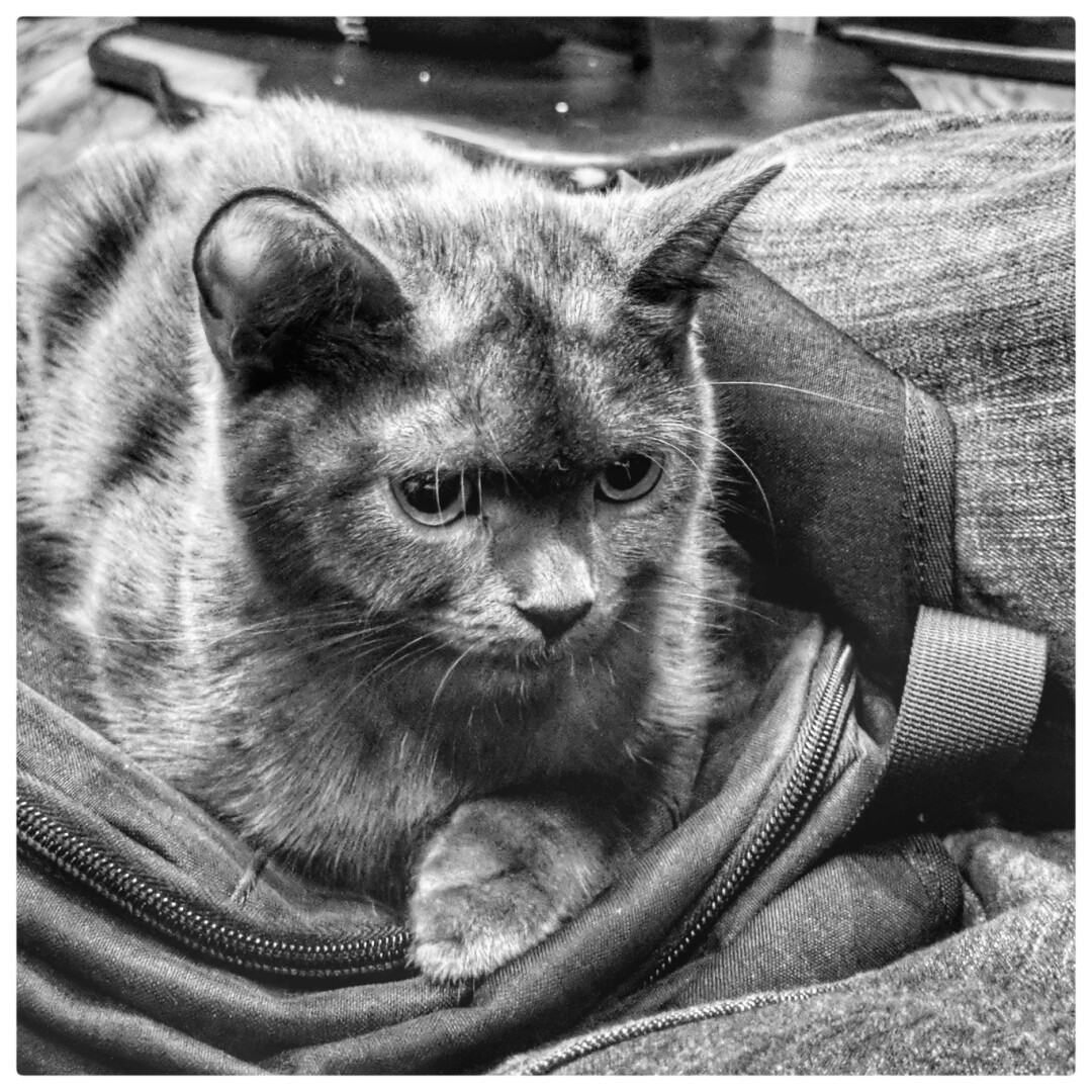 Adorable kitty cat enjoying a relaxing caturday on a not so comfy bag 😹