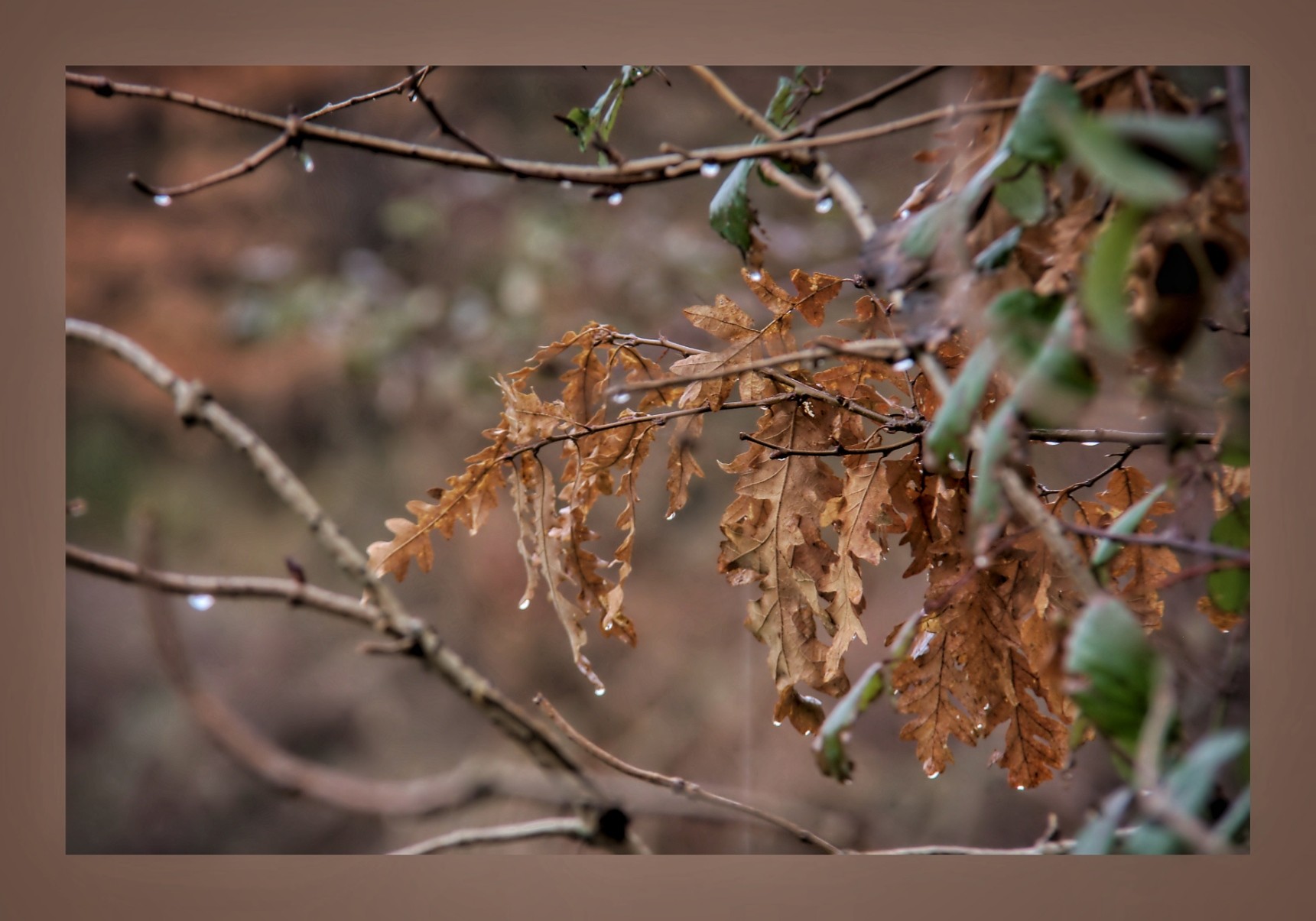 Photo of brown oak leaves in amongst twigs and green leaves, all dripping with raindrops.