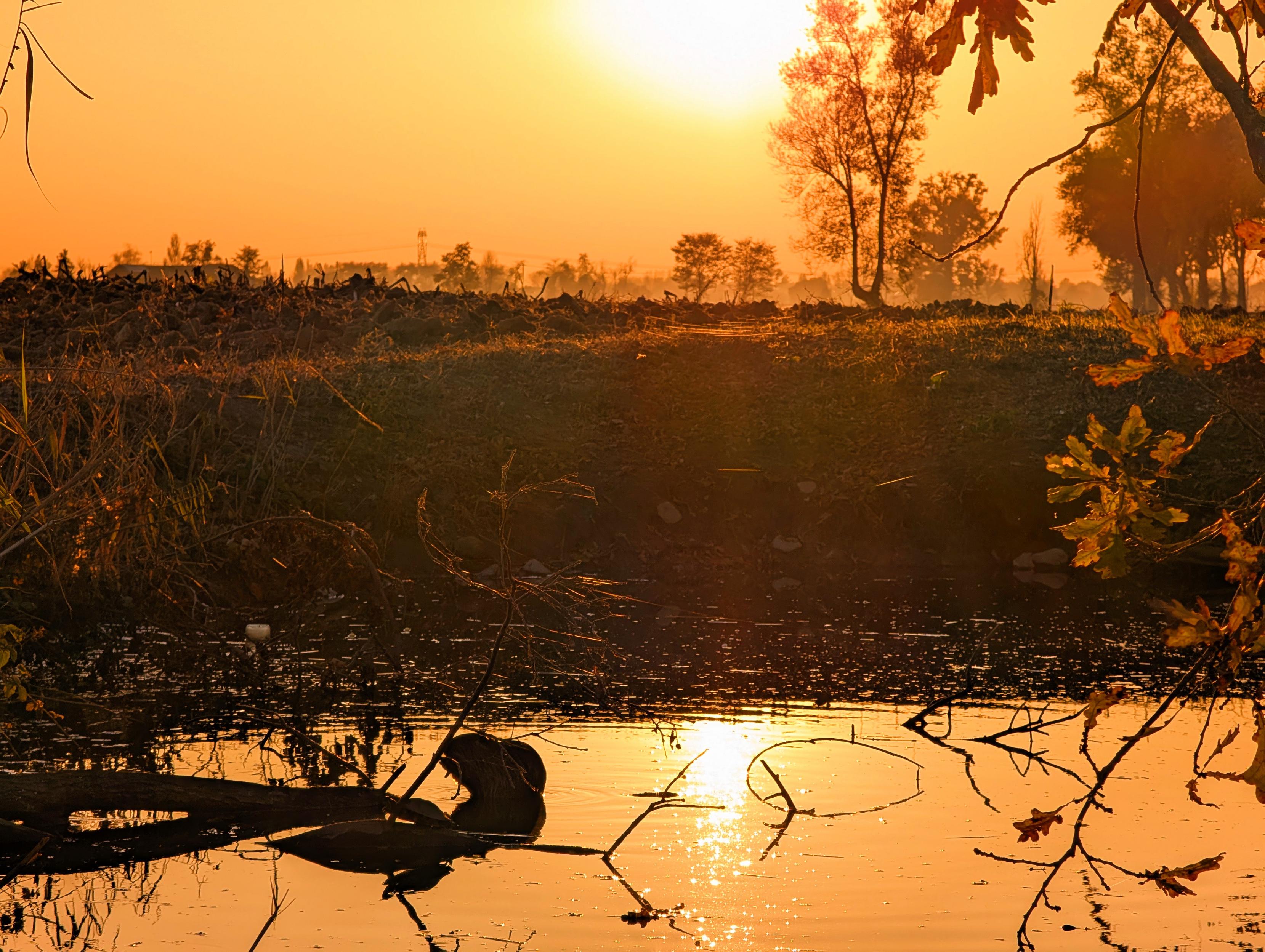 A golden sunset reflects on a still pond, where a lone animal quietly rests on a fallen branch. Surrounding trees and leaves glow in the warm light, painting a serene moment of nature untouched by human presence.