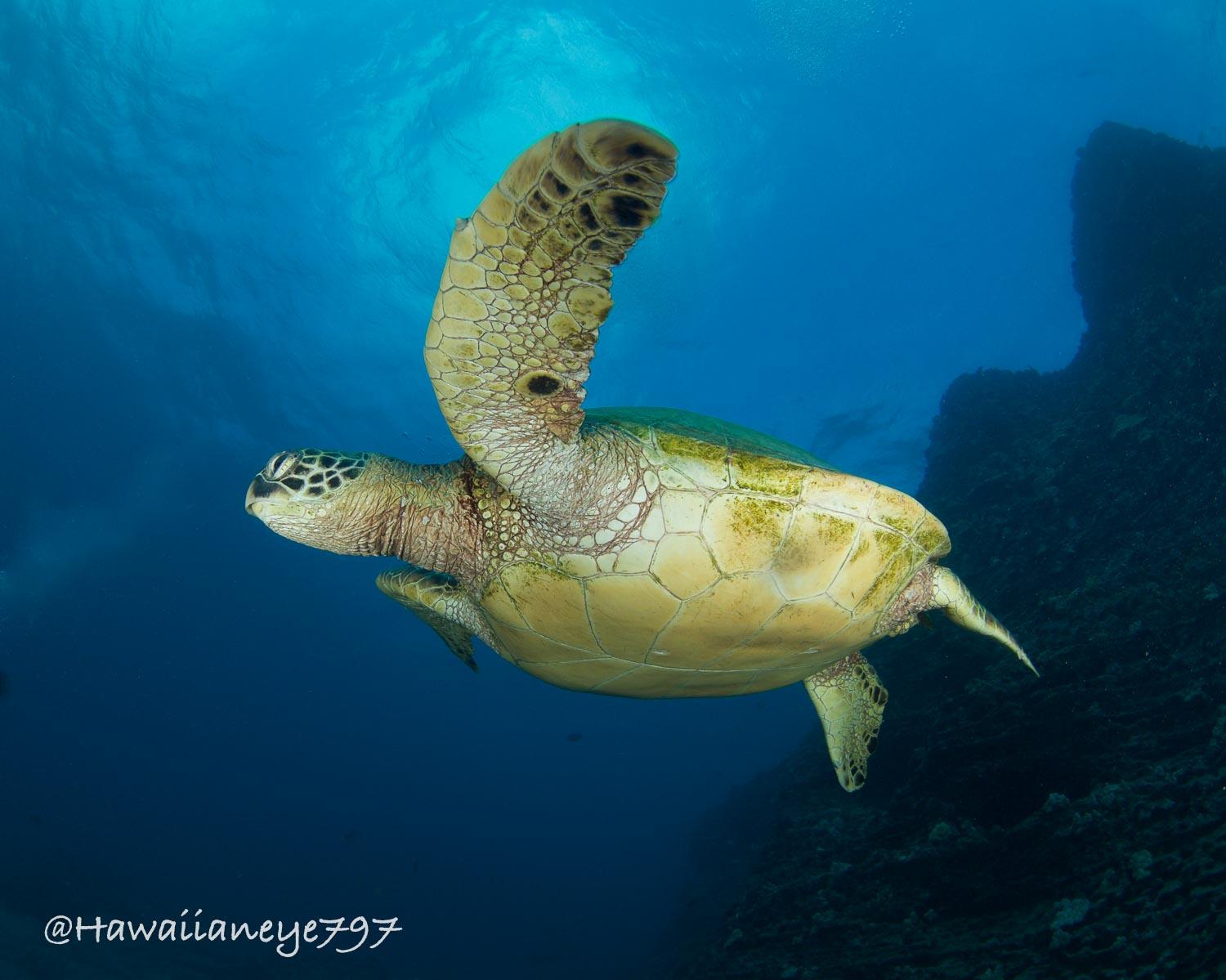 A sea turtle swimming, with its front fins outstretched, next to a rocky wall.