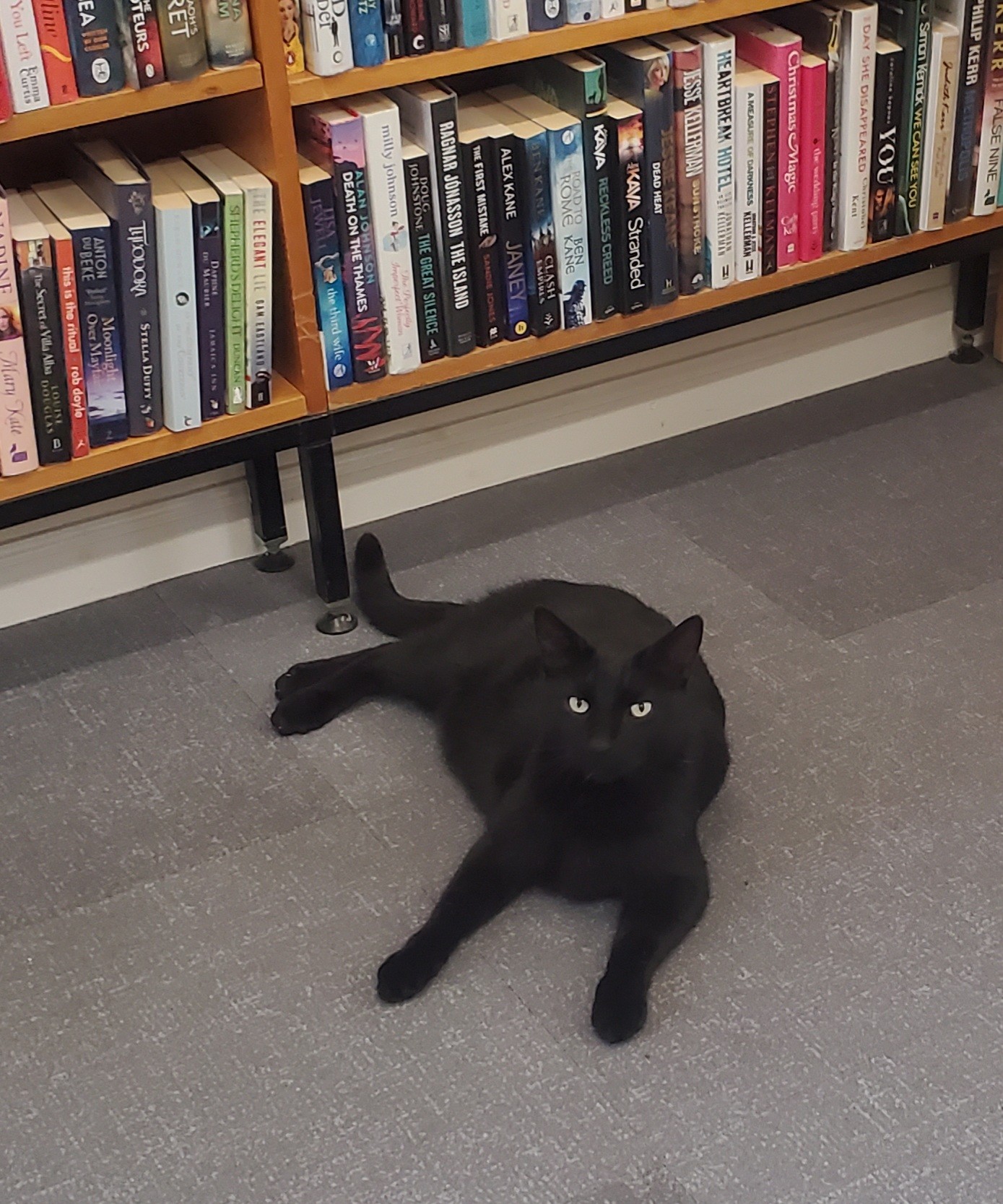 A large black cat sprawling on the floor of a library in front of some shelves.  