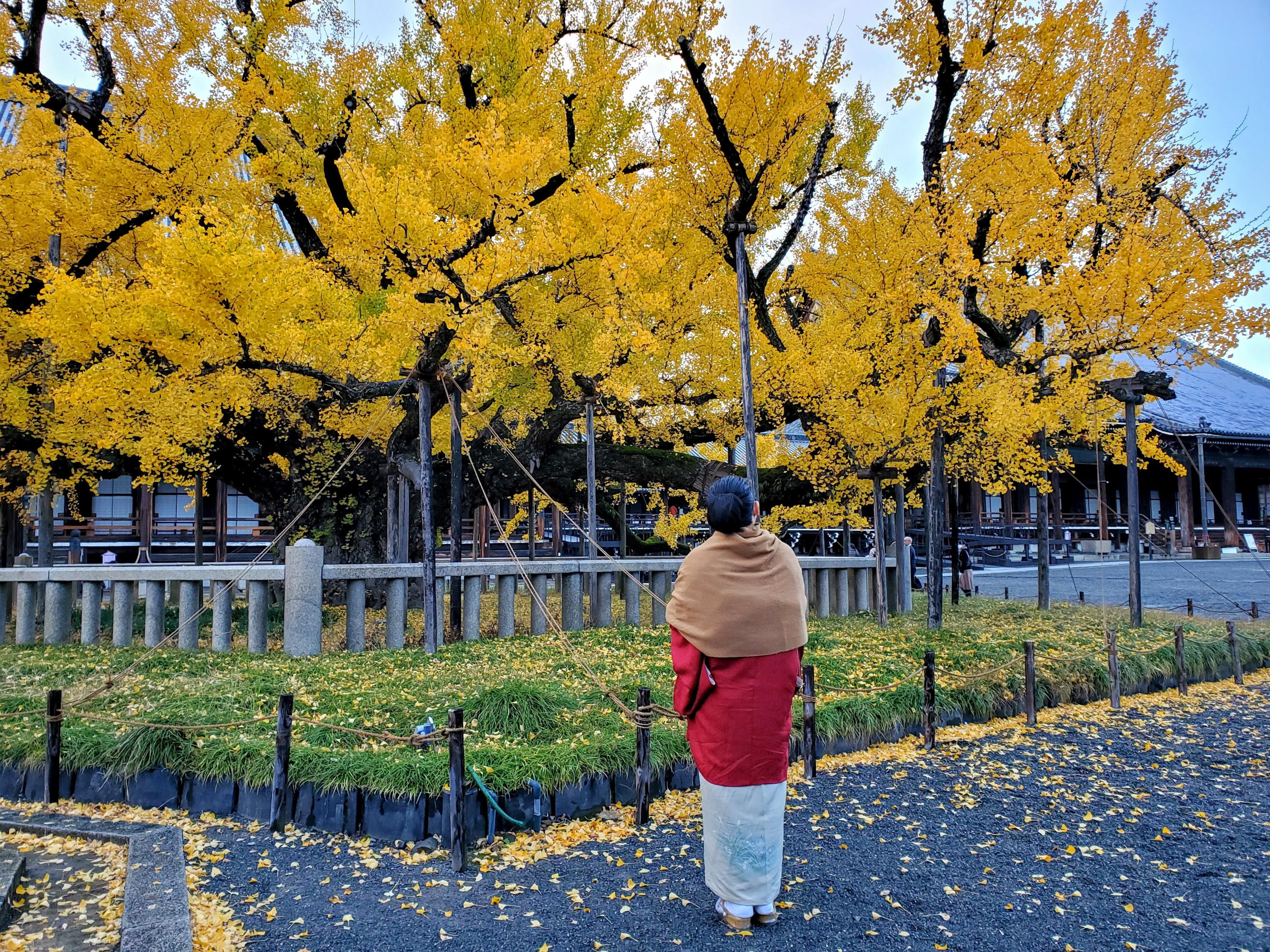 Autumn at Nishi Hongan-ji.