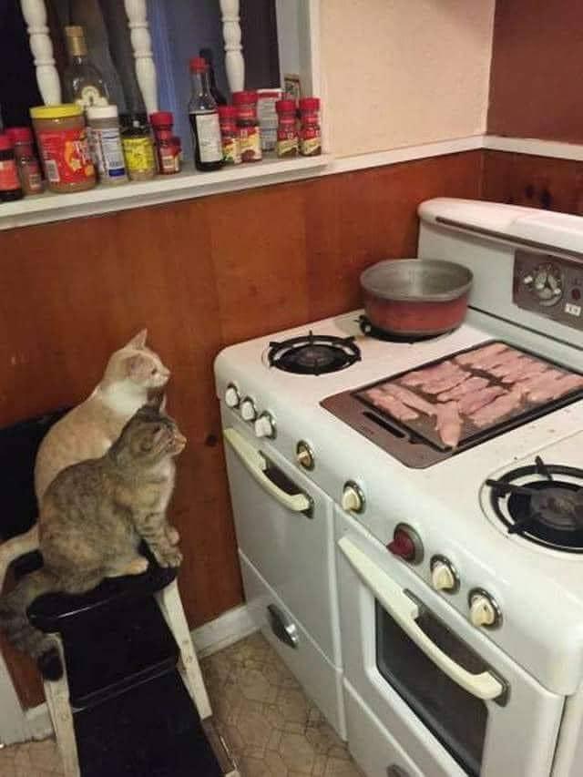 ALT

Gatos en la cocina mirando comidas. 