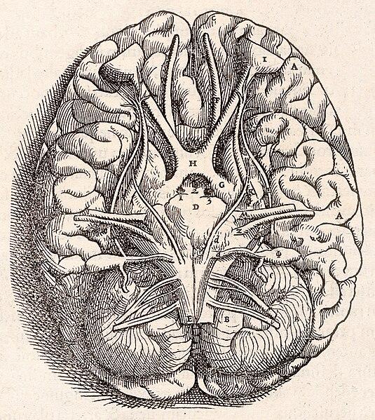 From the 1543 book in the collection in National Institute of Medicine. Andreas Vesalius' Fabrica, showing the Base Of The Brain, including the cerebellum, olfactory bulbs, optic nerve.