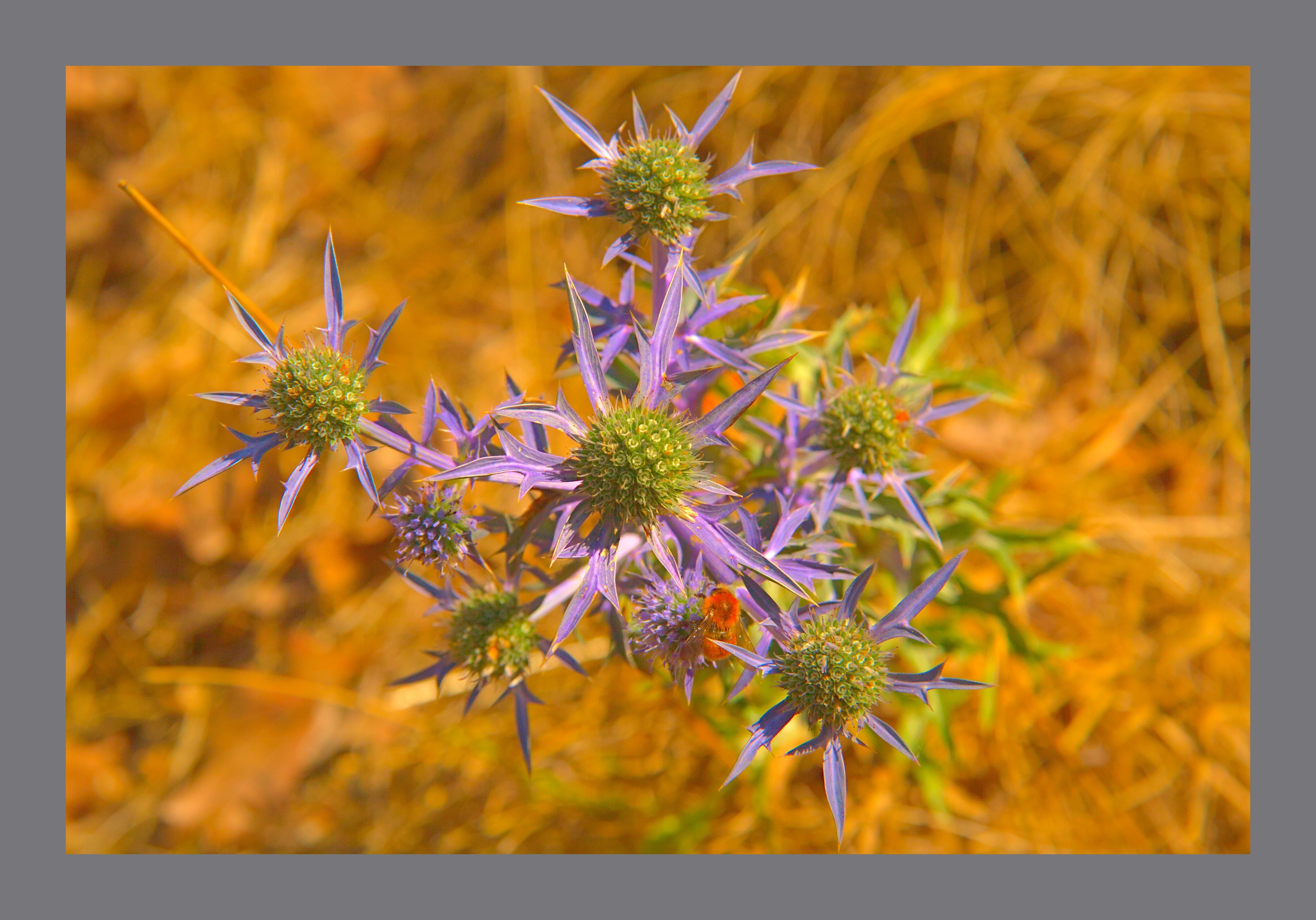 A prickly thistle like plant with green flowers and purple spiky leaves against a yellow summer-burnt grass background