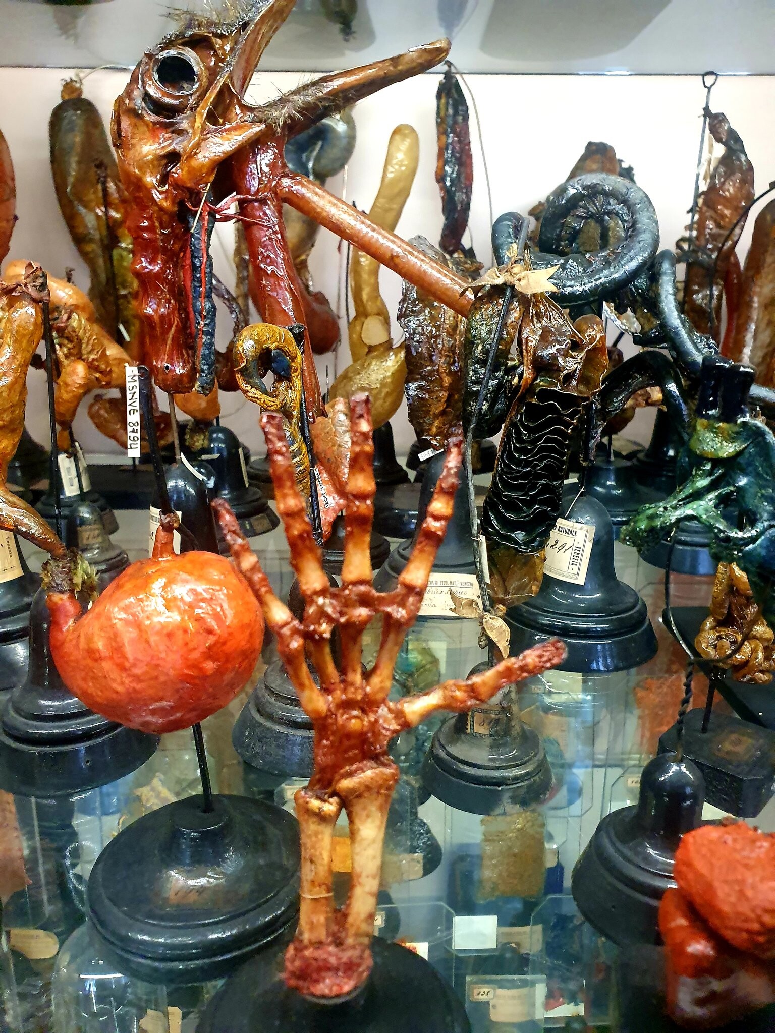 Various preserved animal specimens. At the front of the cabinet, there appears to be a small skeletal hand. 