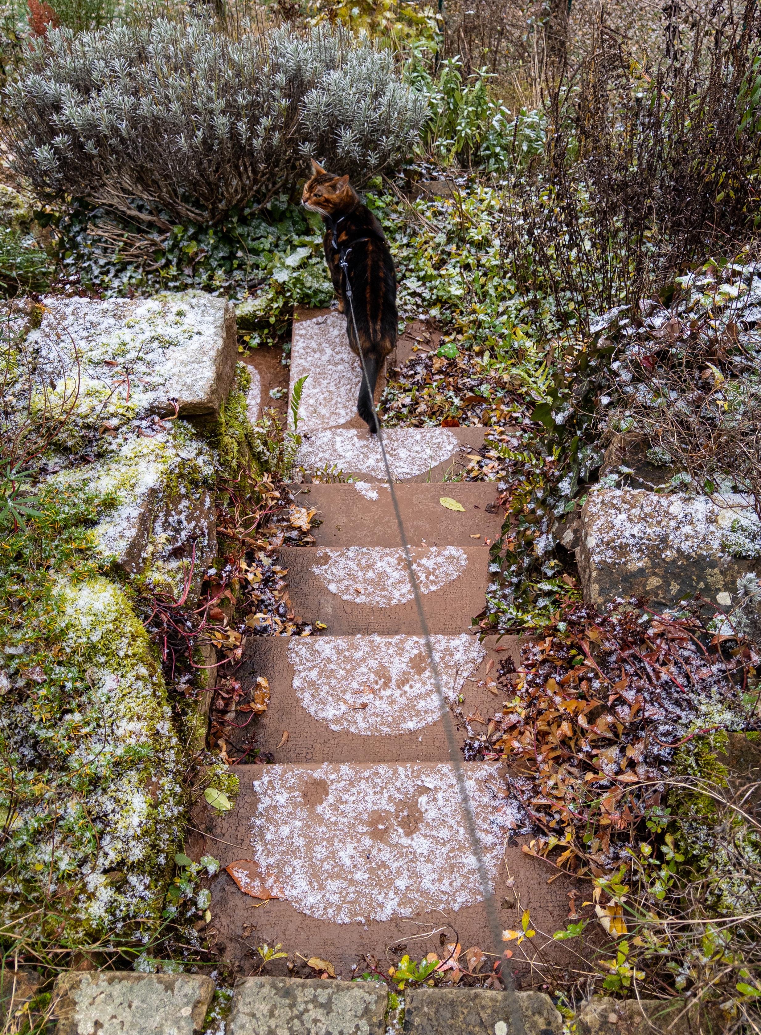 Some red stone steps leading down a slope in our garden, with a lavender bush and other plants surrounding. The garden and steps have a light dusting of snow and the snow has melted into rough semi-circular patterns on the steps, gone around the edges connected directly to the ground. Our cat Tigger is down on the last step visible in the picture.