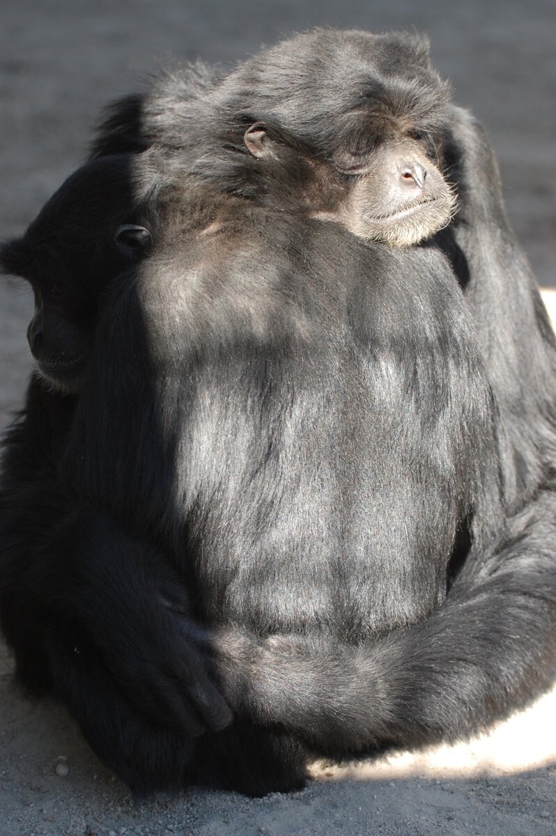 Siamangs are known for their booming boisterous calls. #Endangered in #Indonesia #Malaysia #Thailand from threats incl. #palmoil #deforestation. and the #pettrade. They have no known conservation in place. Help them and #Boycott4Wildlife https://palmoildetectives.com/2021/02/05/siamang-symphalangus-syndactylus/ via @palmoildetect