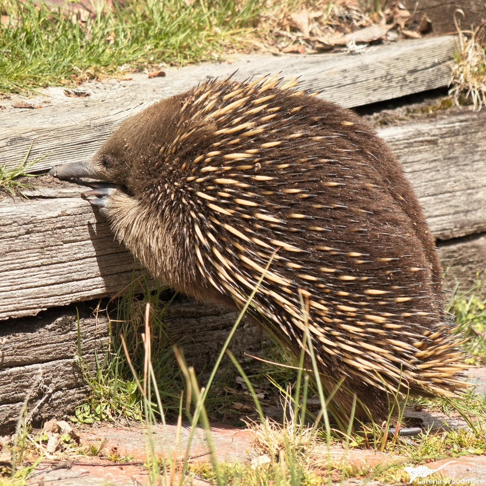 Photo of an echidna standing with hind legs on some weedy brick paving and front legs on a second row of old wooden sleepers. Another wooden board is at the top, and the echidna has poked its nose underneath it looking for ants.

Normally, their legs look very short but in this pose you can see that its arm is quite long, and covered in coarse brown hairs. 