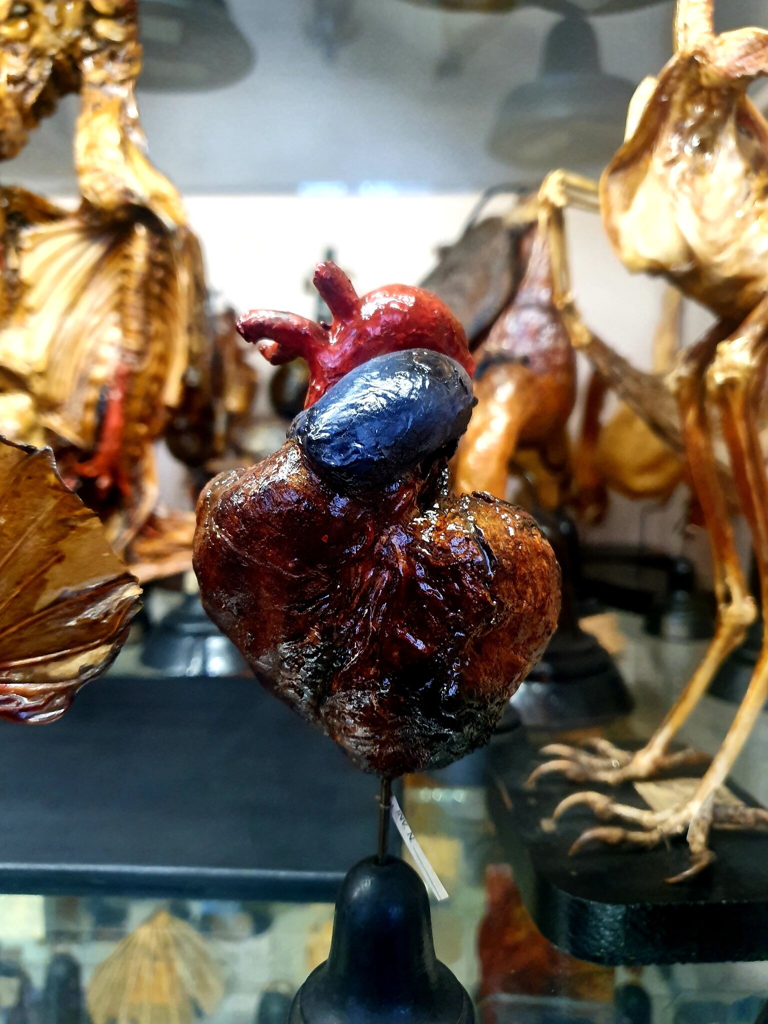 A colorful photo of a preserved animal heart with specimens behind it. 