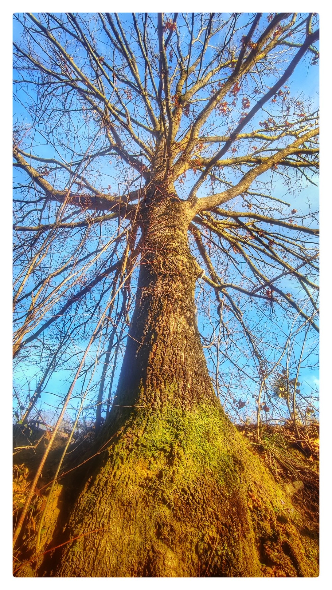 View of a tree looking from low down up the moss covered trunk up to the spreading bare branches in a blue sky.