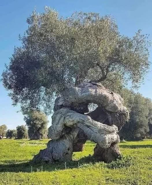 A tree that is thought to be more than 1600 years old. In Apulia, Italy.