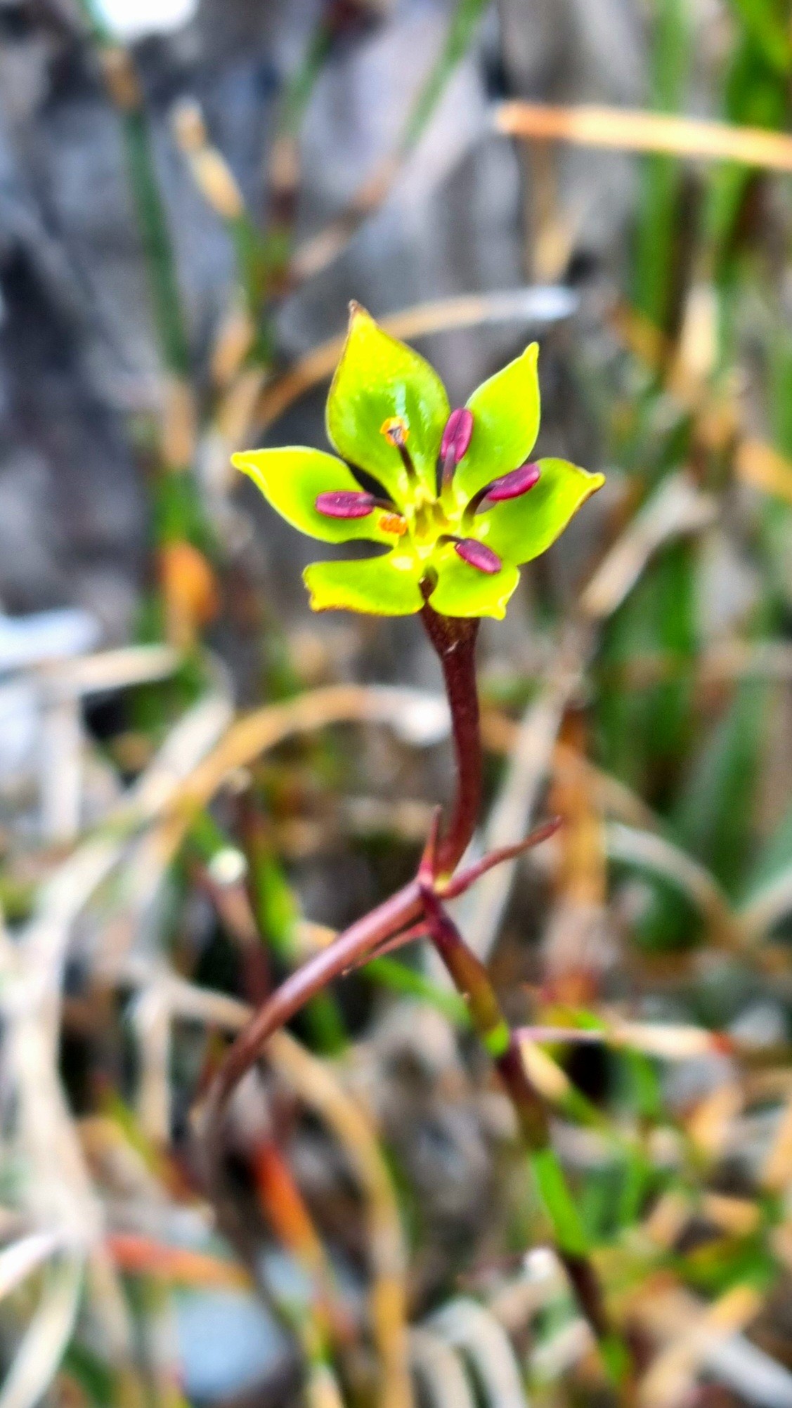 Green Mountainlily has six green petals surrounding six pink stamens. The petals are darker green near their centre. Only four of the stamens are fully developed. The flower sits on a thin burgundy coloured stem 