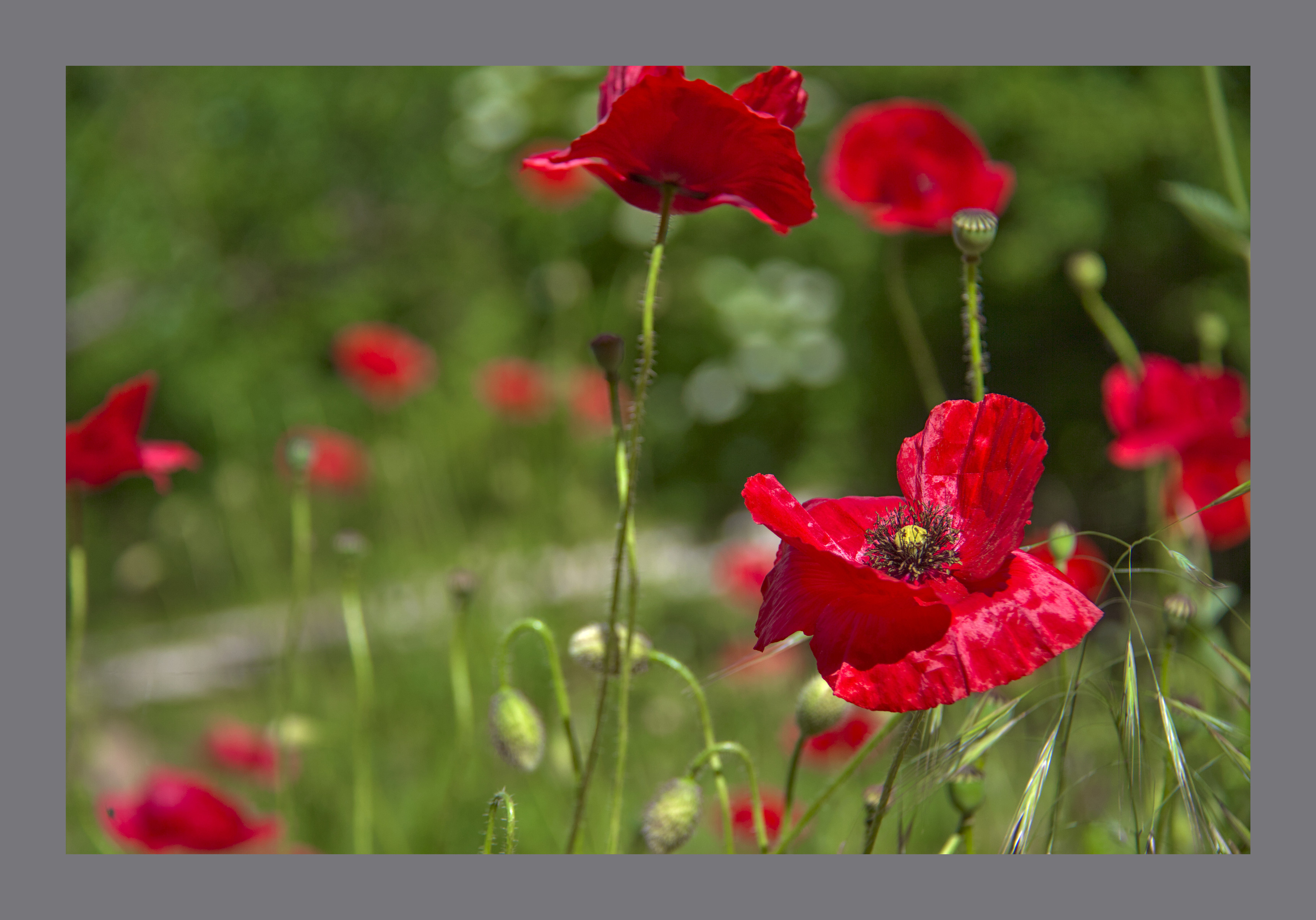 A cluster of bright red poppies in the foreground with patches of red from other poppies in the background