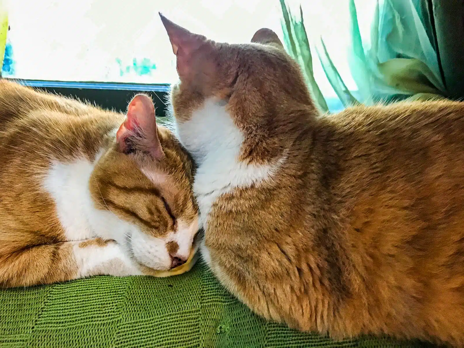 Shy and Abbie - Two Ginger tabby cats with white markings sleeping together in front of a window.