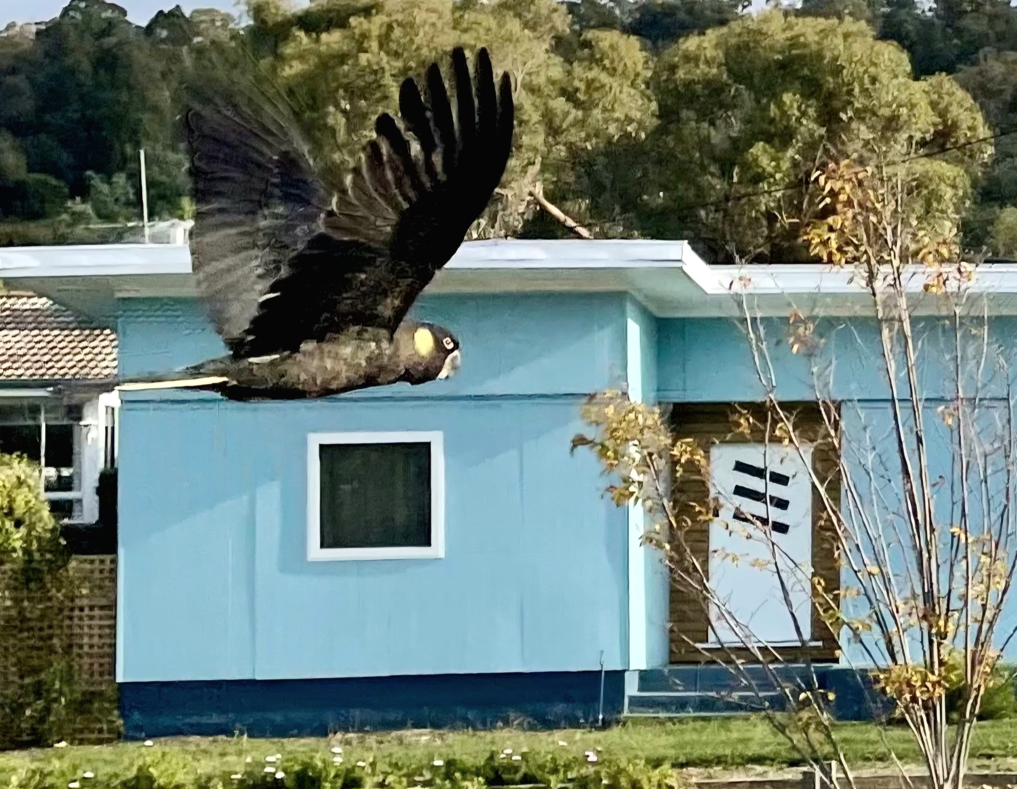 Black Cockatoo with a distinctive yellow patch behind it's eye is in flight with it's wings stretched up. The fingers at the end of it's large black wings can be seen slightly spread. Directly behind is my house, sky blue panels around a white door with a tree filled hill behind it.