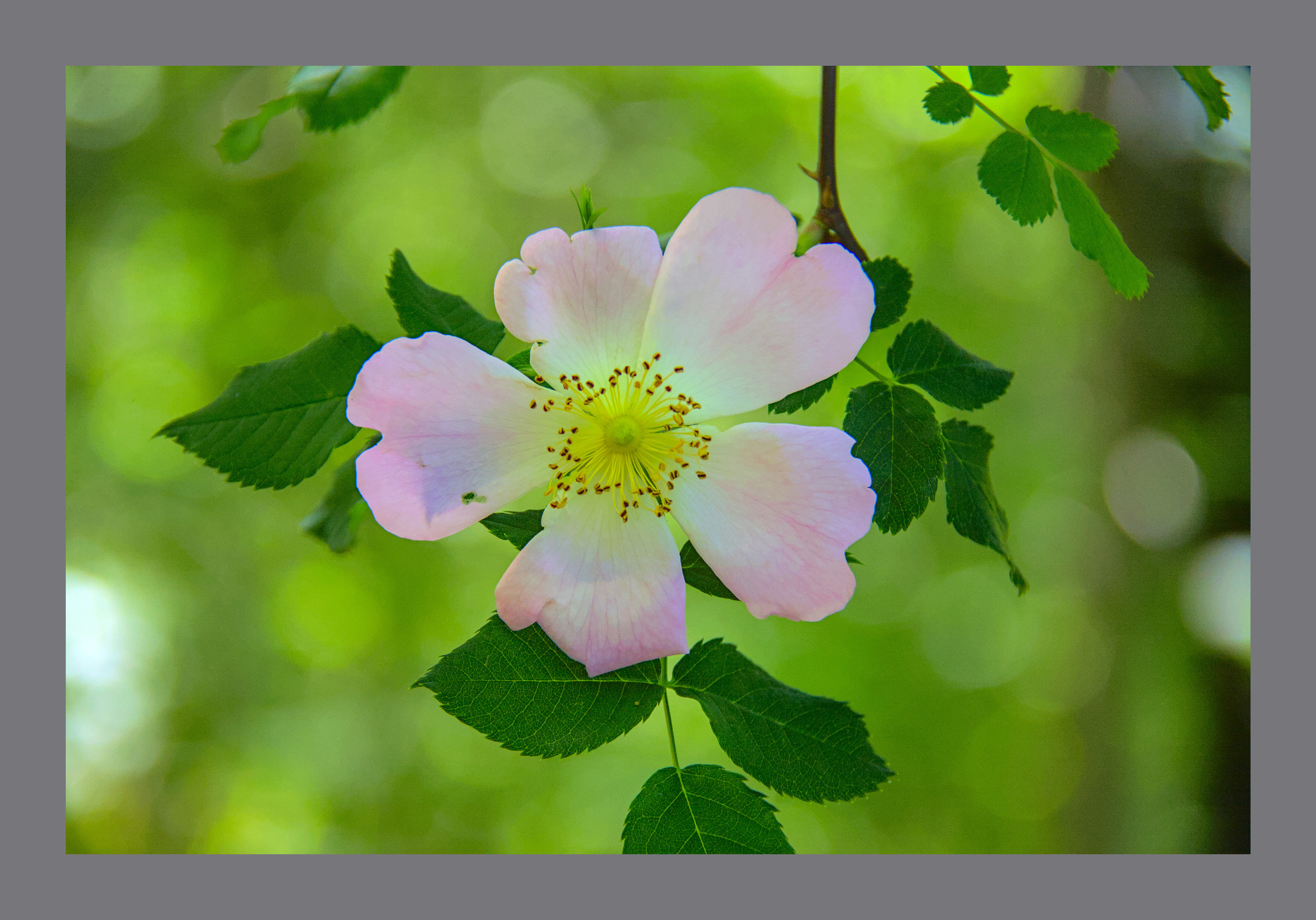 a pale pink 5 petaled wild rose against a green Spring background 