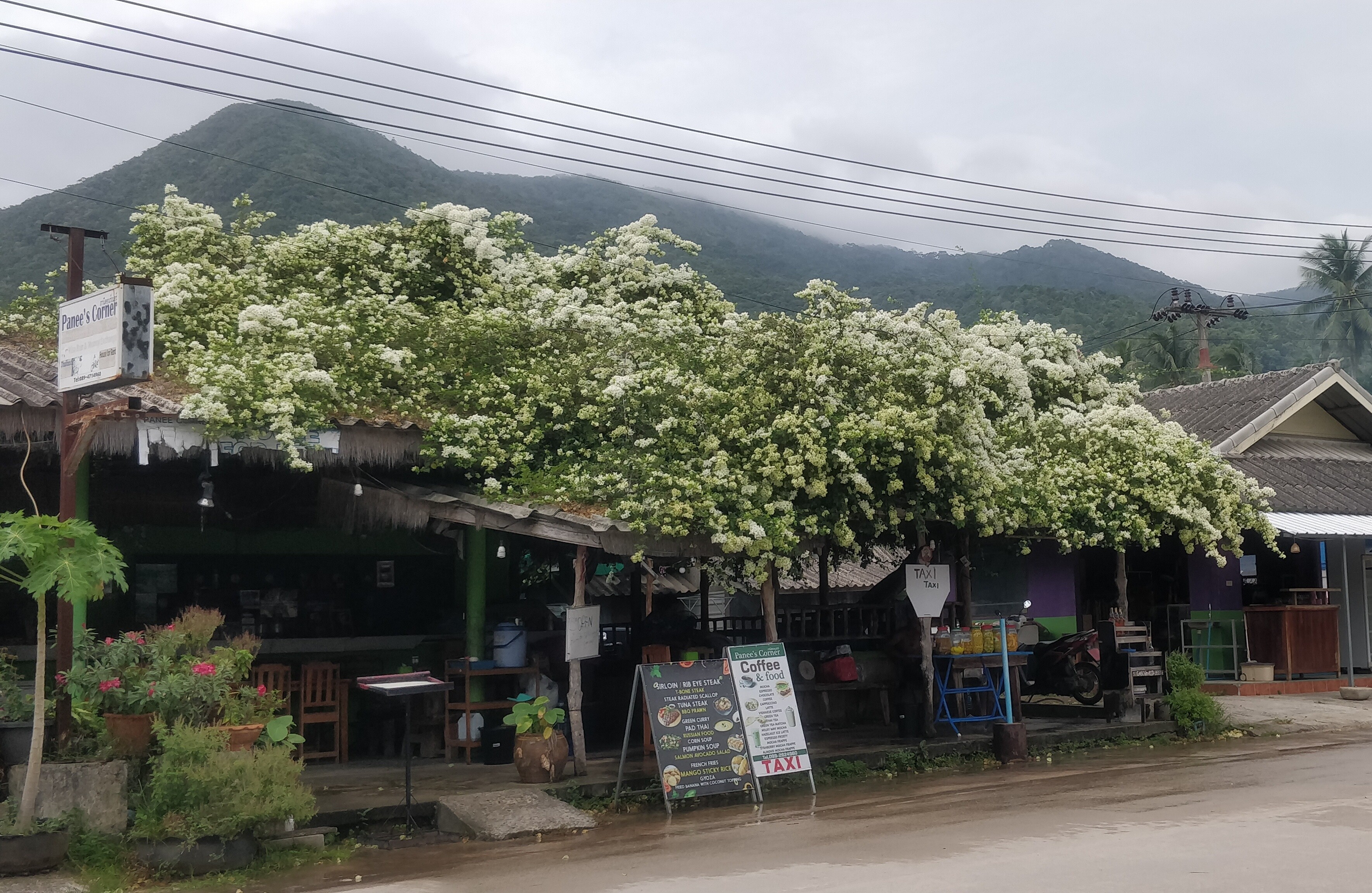 Roadside cafe cover from one end to the other with a mass of white flowers.