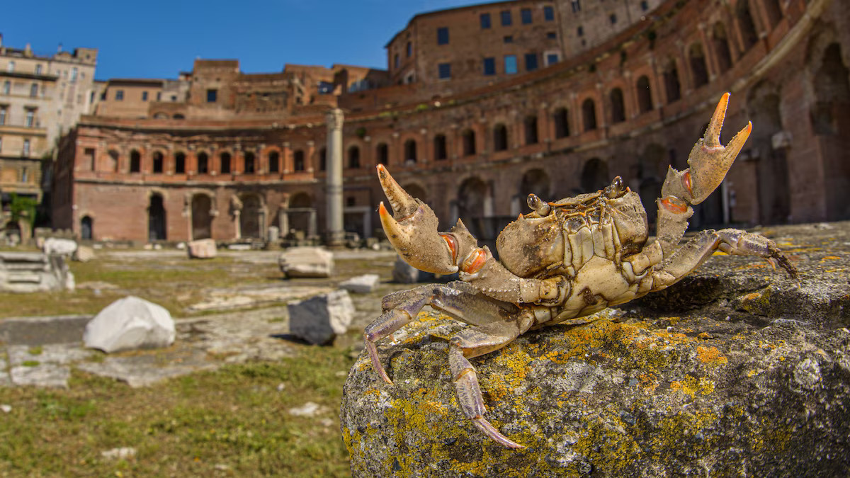 close-up photo of a crab with roman ruins in the background 