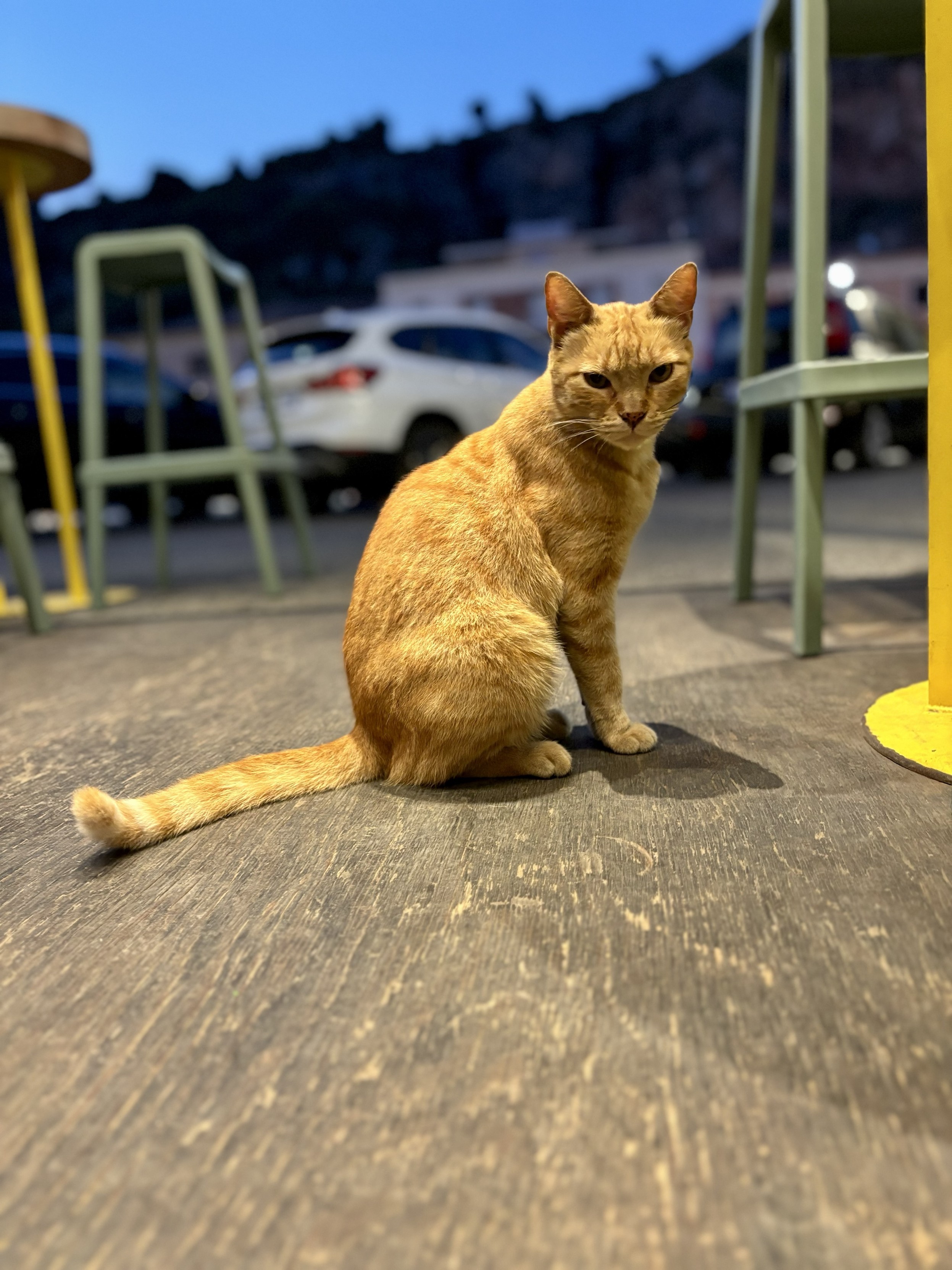 A photo of a ginger cat waiting on the outside of a restaurant between some chairs.