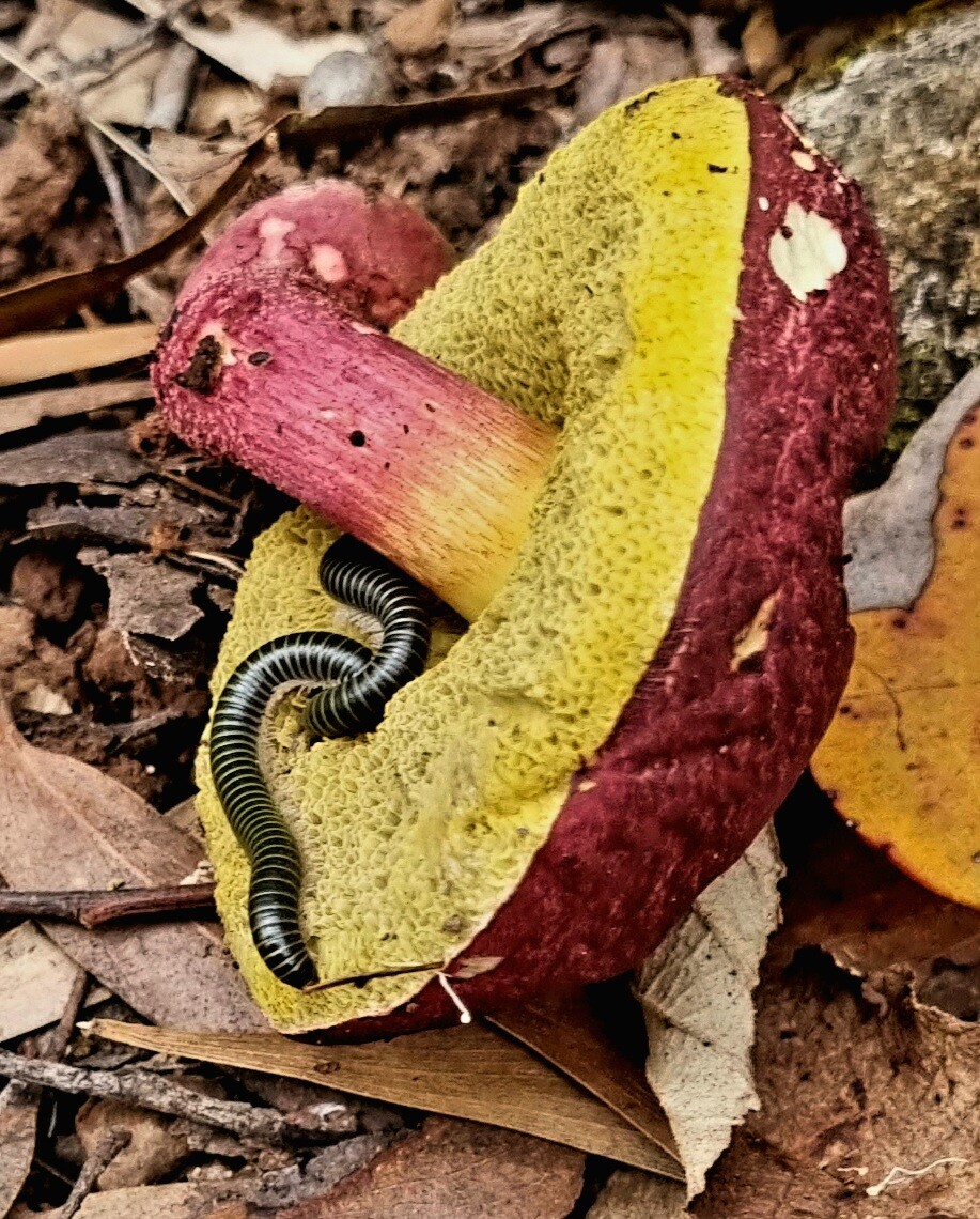 Red and yellow fungus overturned with two banded millipedes digging into the yellow spongy base. 