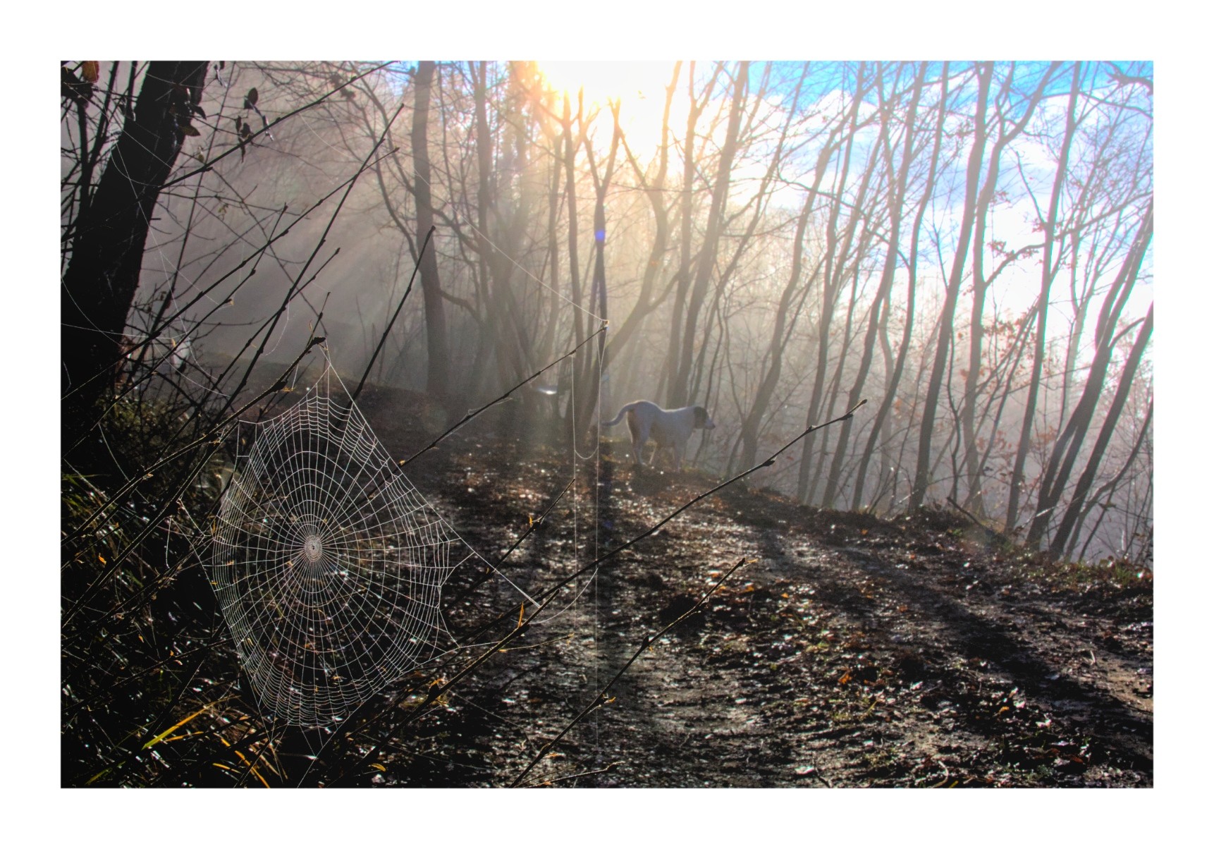 The sun is rising behind trees and shining towards us through fog. Some blue sky is visible, as it's a dog standing, looking down the hill. In the foreground a spider's web sparkles.