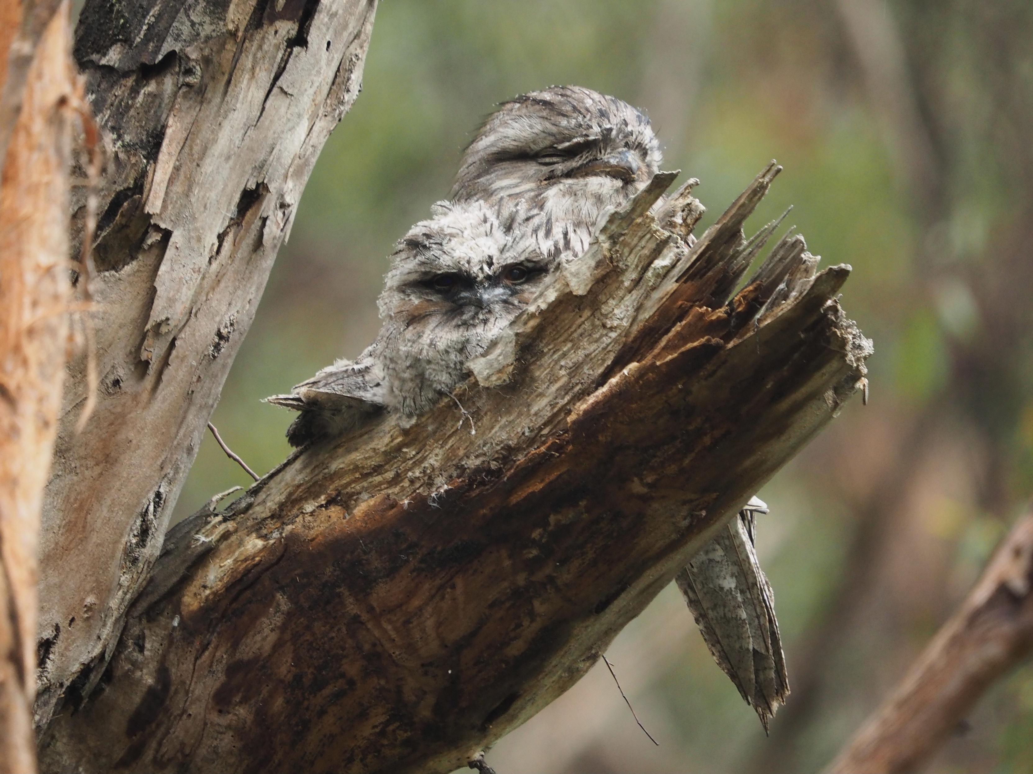 Three tawny frogmouths on a broken tree branch; two babies and a mother. One baby is facing away from the camera 