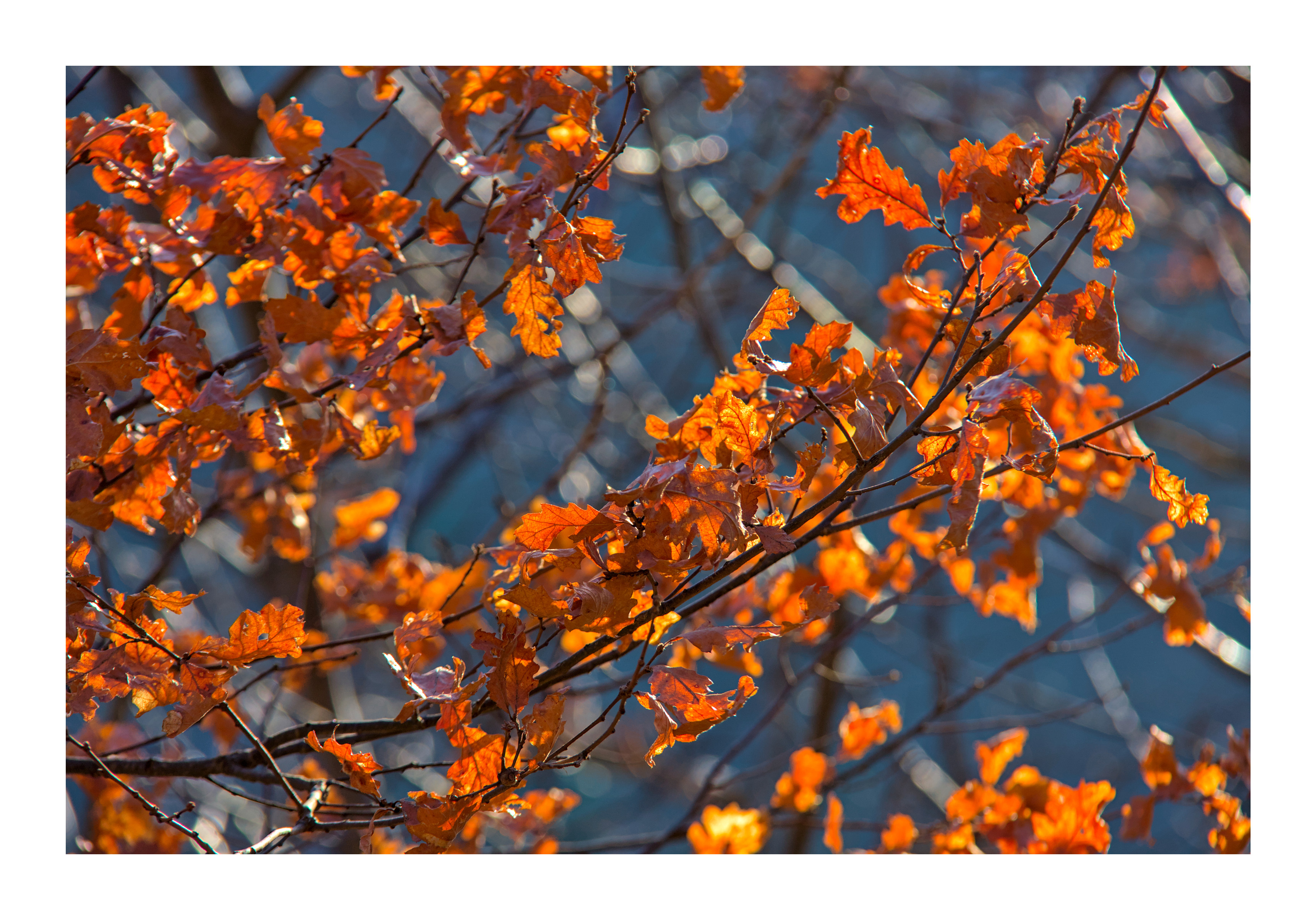 Close up of orange oak leaves against a hazy blue background
