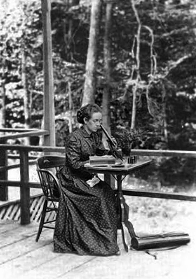 Elizabeth Gertrude Knight (Later Britton) (1858-1934) using a microscope, 1886.

Elizabeth Gertrude Knight Britton is depicted at work, focused on using a microscope. Her posture suggests careful observation, emphasizing her commitment to precision and her scientific expertise.

She is dressed in typical 19th-century clothing, likely a high-collared, long-sleeved dress or blouse with practical yet elegant details. 

She is seated or leaning slightly toward the microscope, actively engaged in examining specimens. Her hands rest on the table or adjust the microscope, indicating a moment of scientific inquiry.