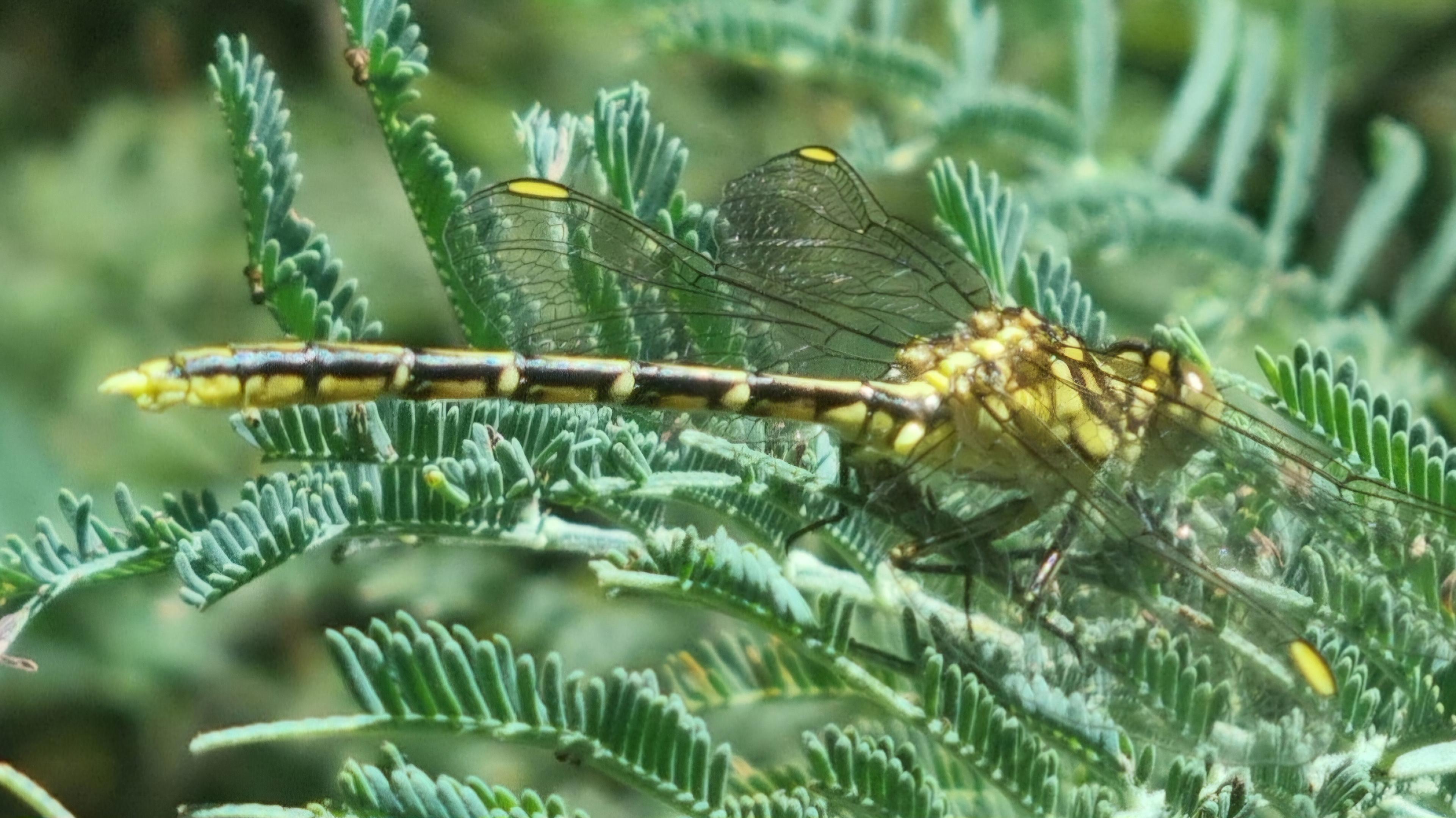 Yellow and black striped dragonfly resting on fine silvery green wattle leaves. It's four wings each have a yellow tip at their top