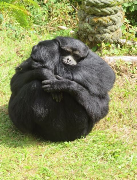 Siamangs are known for their booming boisterous calls. #Endangered in #Indonesia #Malaysia #Thailand from threats incl. #palmoil #deforestation. and the #pettrade. They have no known conservation in place. Help them and #Boycott4Wildlife https://palmoildetectives.com/2021/02/05/siamang-symphalangus-syndactylus/ via @palmoildetect