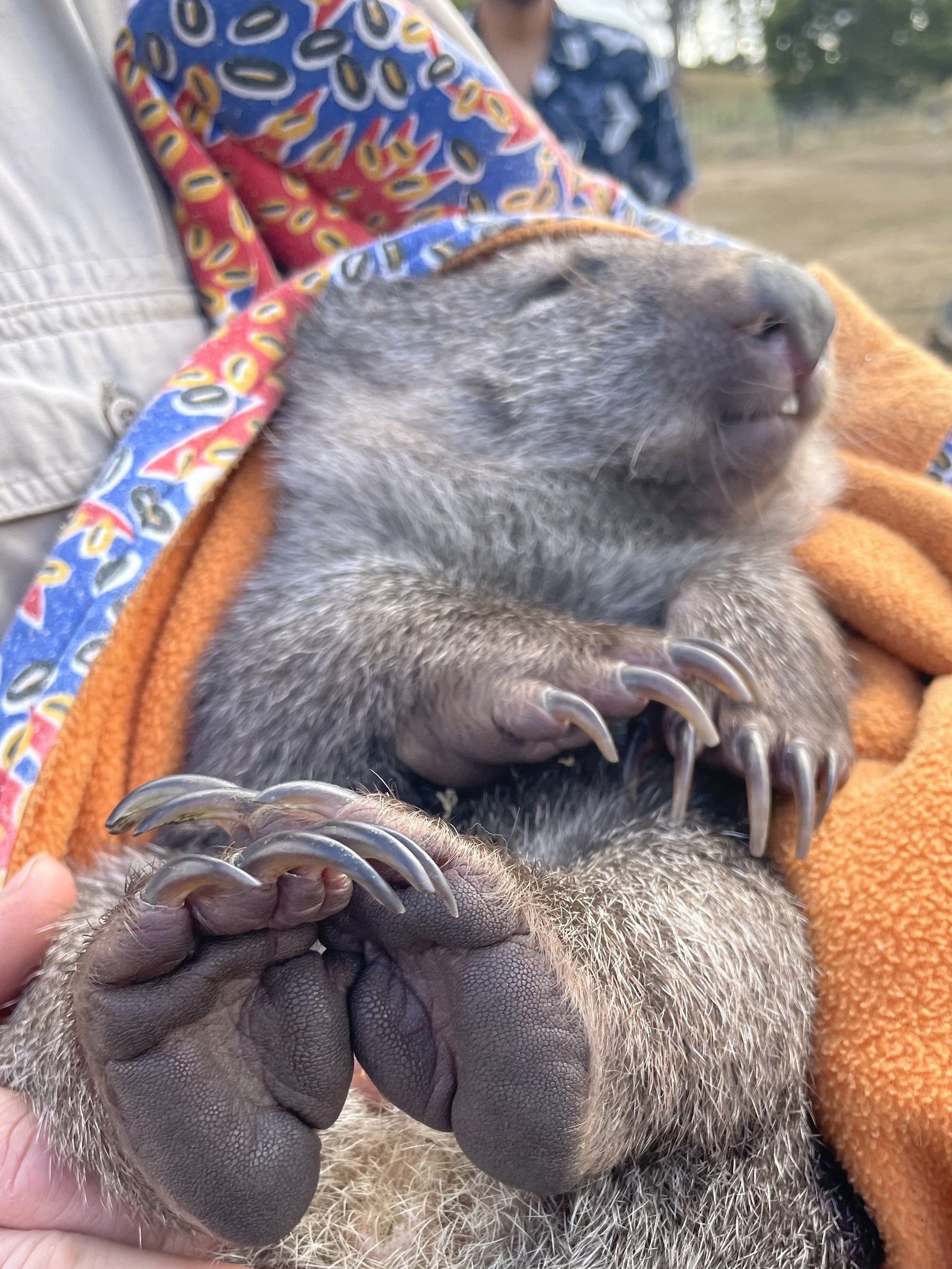 A young chubby wombat snuggled up in an orange and blue fluffy bag that approximates a pouch. His eyes are closed and he has big feet. 