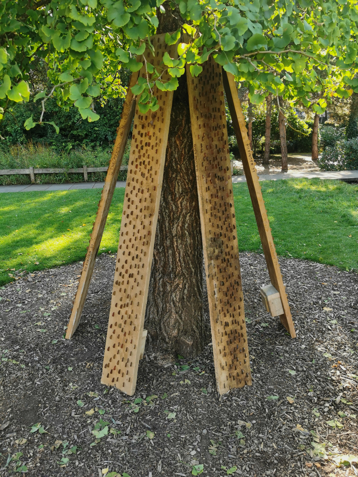 Close up view of an art installation around a ginkgo tree. Planks embedded with coins. 