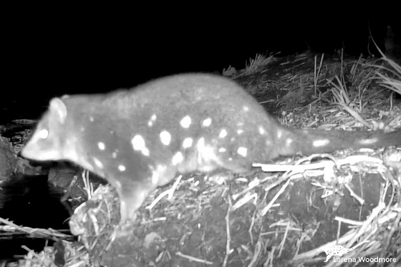 Night vision (black and white) photo of another female quoll. This one's neck is even chonkier and she has bulges under her belly. This might mean that she's already carrying babies in her pouch.