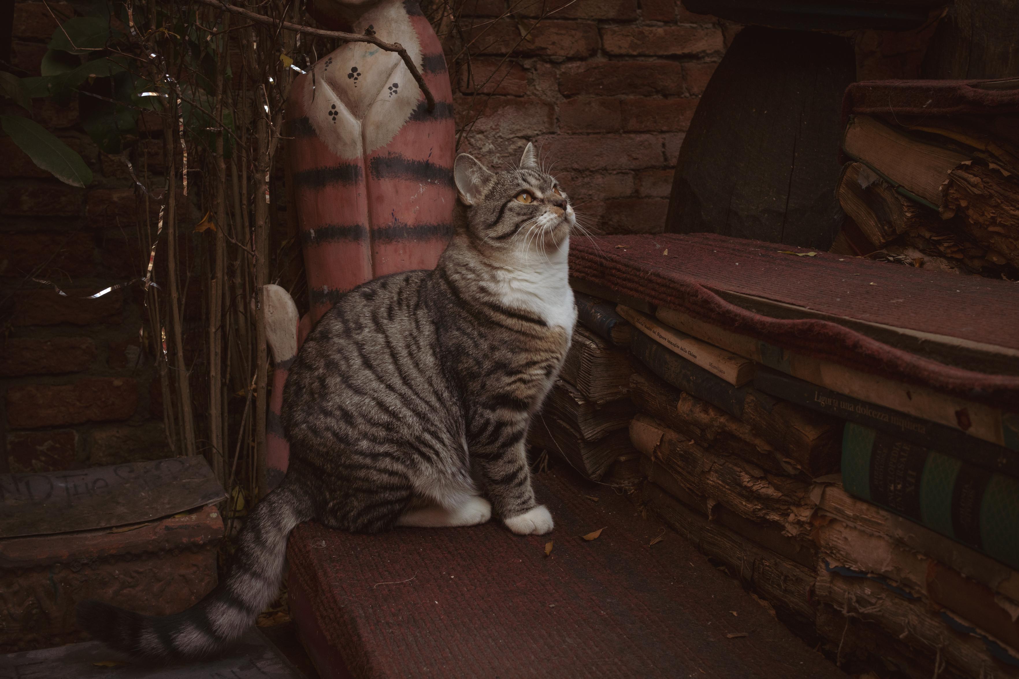 Fotografía donde se ve en la parte central un gato atigrado gris mirando hacia arriba a la derecha. Se encuentra en unos escalones hechos con libros.