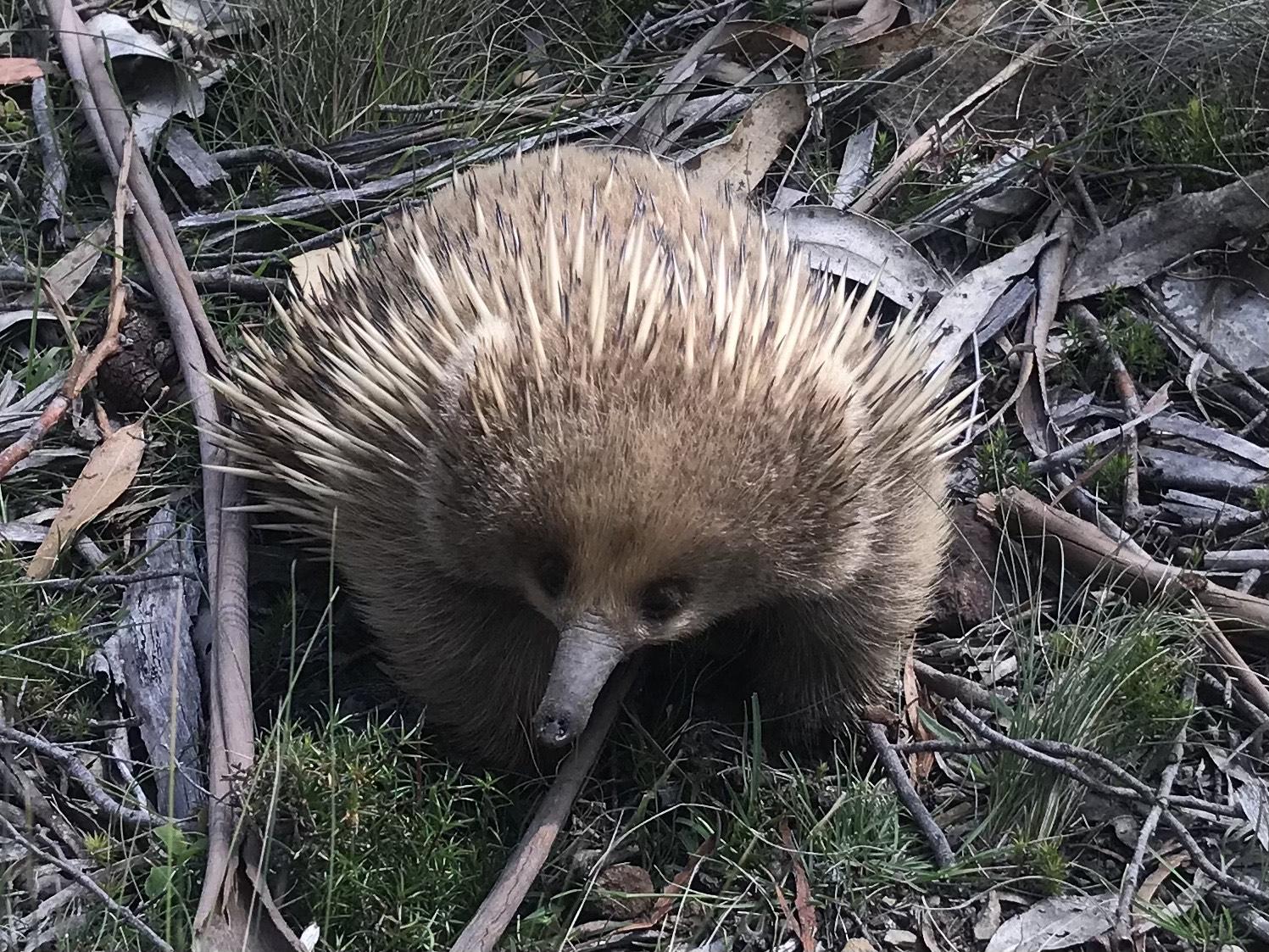 A juvenile echidna, with relatively light fur, looks toward the camera from the bushland floor