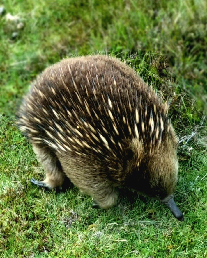 An echidna with a short black beak coming out of a round brown head. Behind the head is matted spiky fur which alternates a dark brown and pale yellow in colour. A sharp black claw can be seen facing backwards from its hind leg