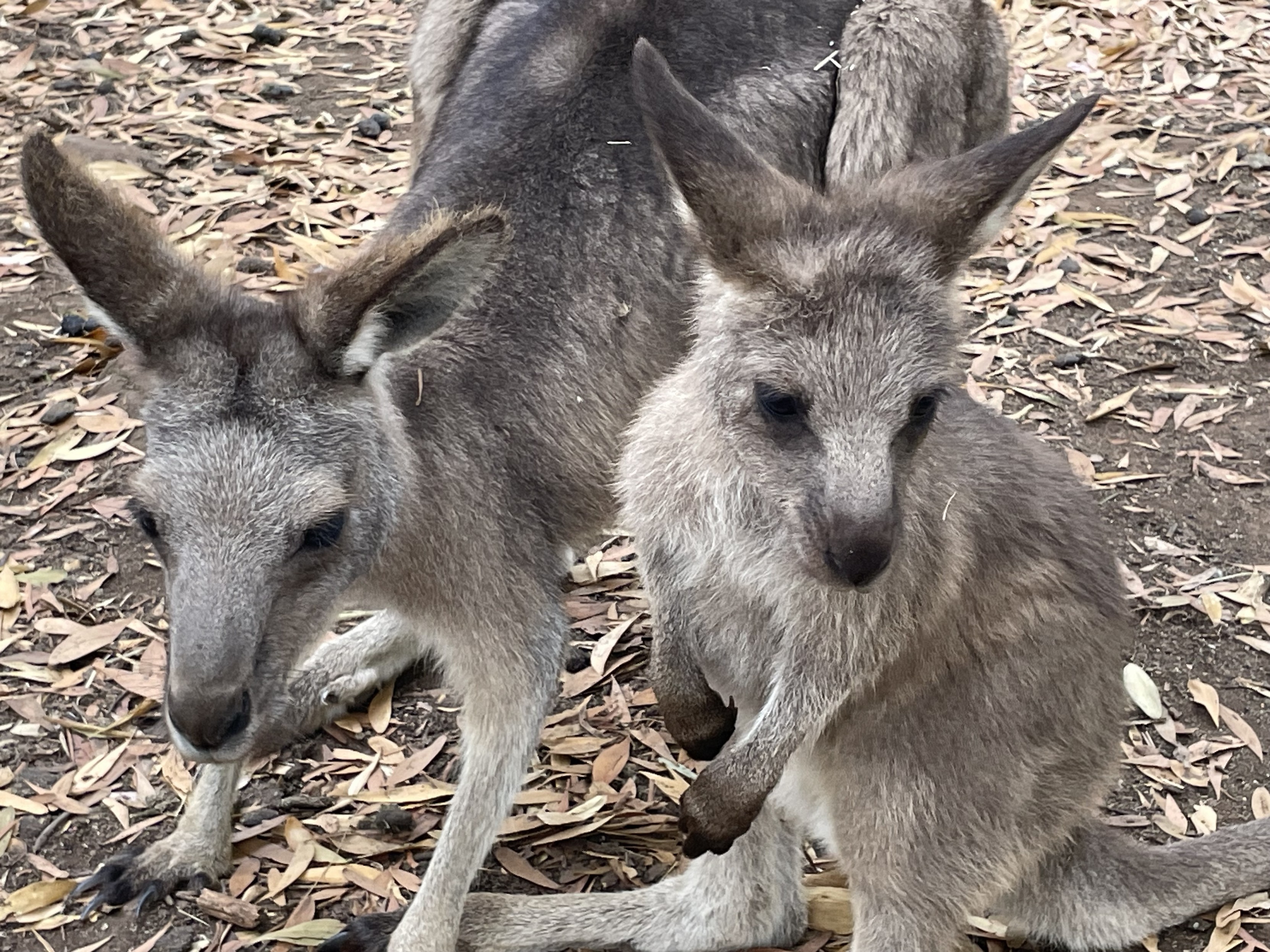 A mother and offspring Forester Kangaroo. They are grey about the size of a medium dog. Big ears. Sensitive faces. very small thin arms and oversized powerful hind legs and long tail. 