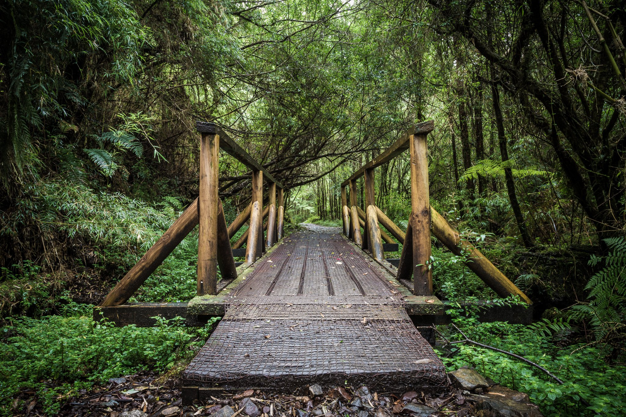 A wet wooden bridge centered within the frame in an inviting way, surrounded by a lush, dense and vividly green forest.