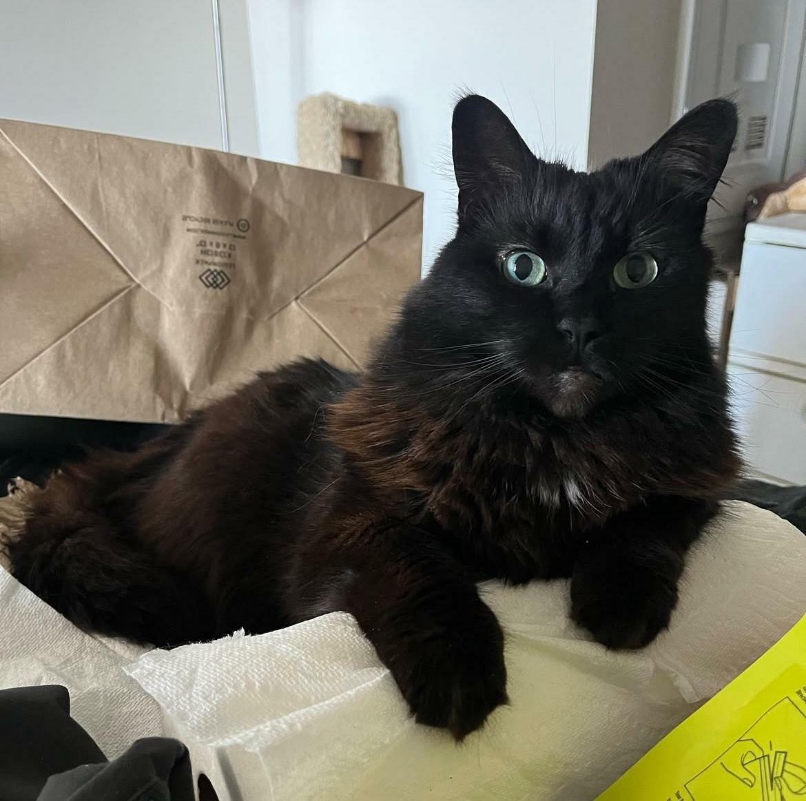 a fluffy black and brown cat with big green eyes laying on a roll of paper towels