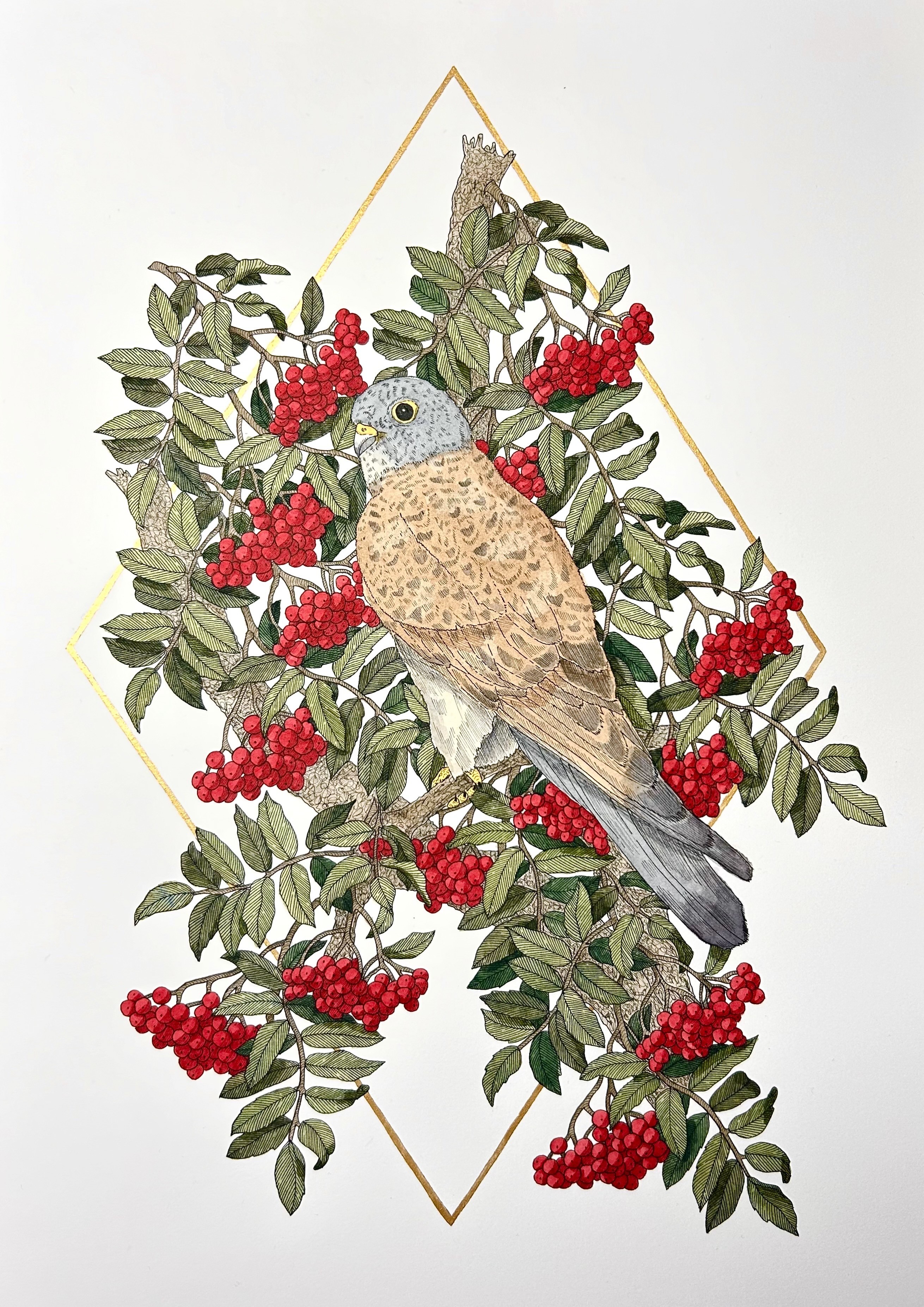 Illustration of a kestrel on a rowan branch with a gold diamond outline behind.