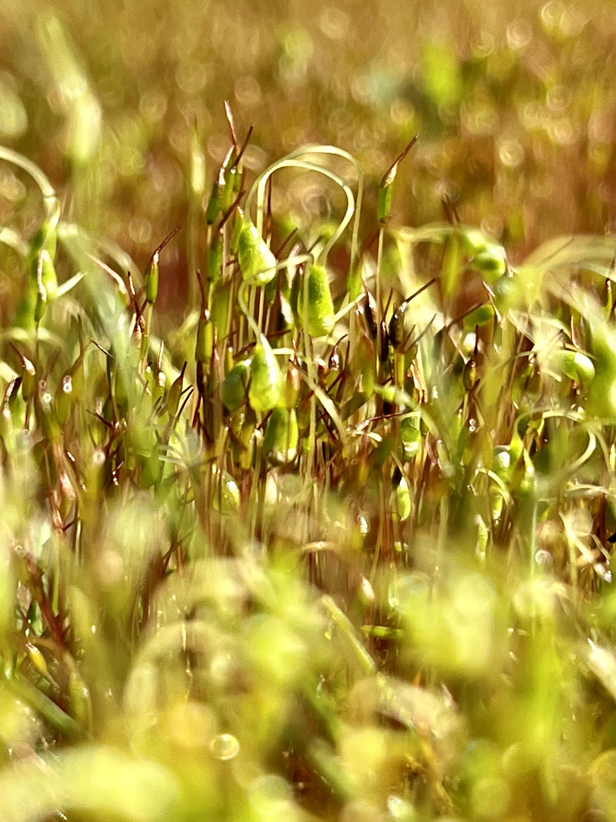 A close up of moss with thin red stalks and lime green heads.